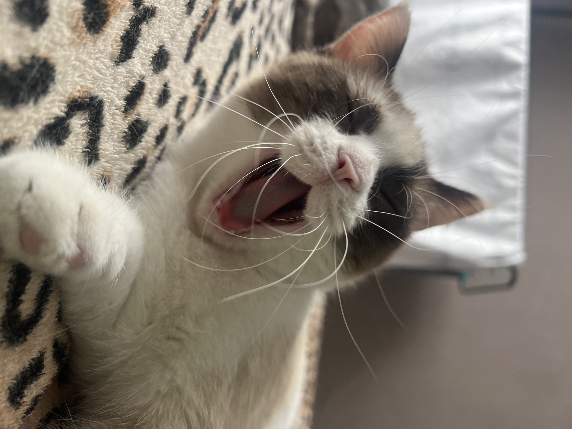 A close-up shot captures a cat in the midst of a yawn. The cat is lying on a patterned surface resembling animal print fabric. The cat is predominantly white with brown and dark grey markings on its head and ears. It has white whiskers, and its mouth is open, revealing a pink tongue and gums. The cat's eyes are partially closed. The background is a mix of the animal print surface and a blurry white surface, possibly a bedsheet or curtain. The city of Votkinsk, Russia is not discernible in the image.