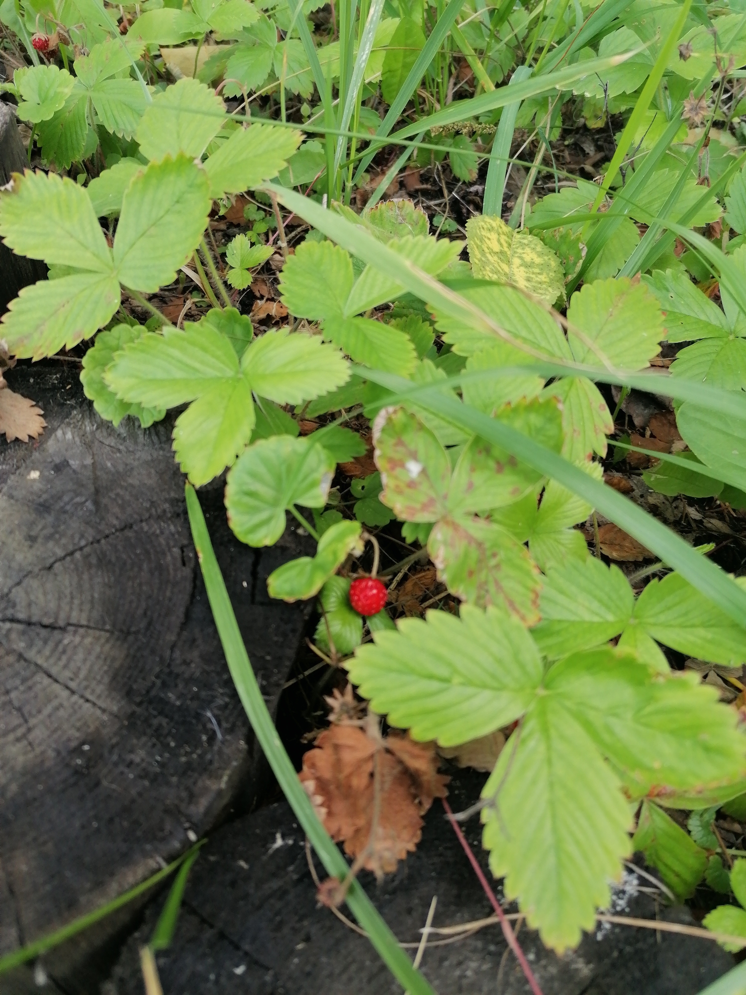 The image shows a close-up view of a wild strawberry plant growing near a weathered, dark wooden log. The plant has several bright green, trifoliate leaves with serrated edges. A single, small, bright red wild strawberry is visible, perched on a thin stem among the leaves. Fallen brown leaves and dry grass are scattered on the ground, suggesting an outdoor, natural setting. Tall, thin green blades of grass are also present, some obscuring parts of the plant and log. The lighting appears to be natural daylight, likely overcast or shaded, as there are no harsh shadows. The overall scene evokes a sense of nature and perhaps a casual outdoor discovery. The location context provided is Мыльниково, Russia. There is no visible text in the image.