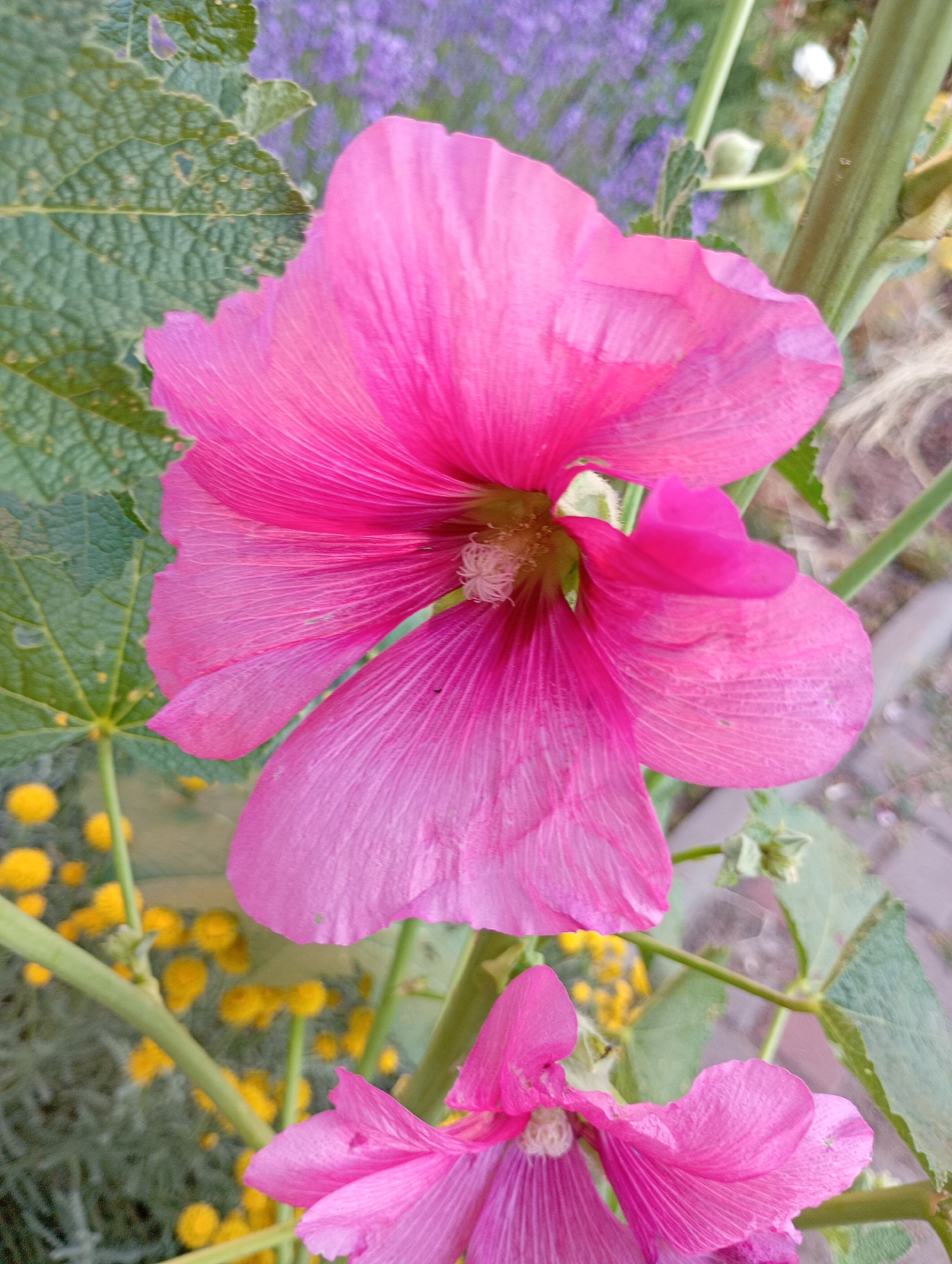 A close-up shot showcases a vibrant pink hollyhock flower in full bloom, its delicate petals fanning outwards. The flower's center reveals a cluster of white stamens. Behind it, blurred foliage and a stalk of purple flowers create a soft bokeh effect. In the lower portion of the image, another smaller pink hollyhock bud is visible. The setting appears to be an outdoor garden. The image was captured in Avanhard, Ukraine.