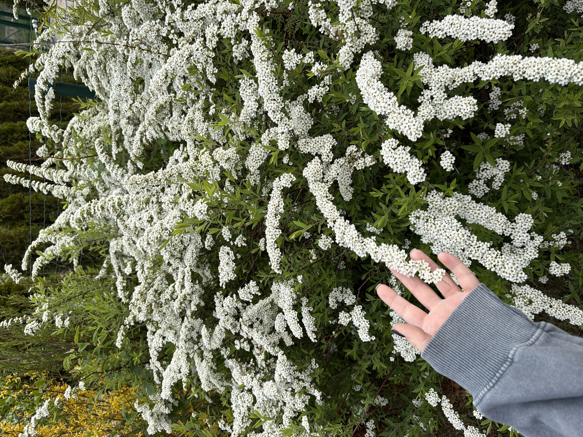 The image depicts a lush bush covered in small white flowers, likely spirea, with a person's hand reaching out to touch the blooms. The setting appears to be outdoors in a garden or park-like environment. In the background, a fence is visible, and there is some greenery beyond the flowering bush. Dreiliņi, Latvia, is specified as the location.