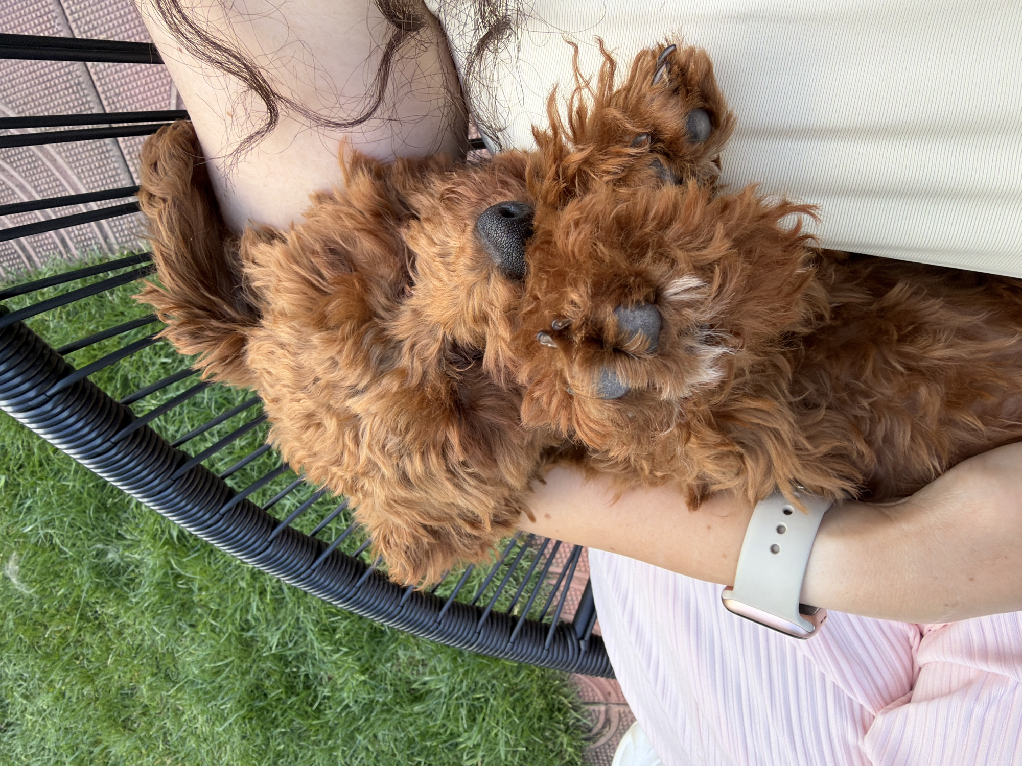 A small, fluffy, reddish-brown dog is sleeping on a person's lap. The dog is curled up and resting its head on its paws. The person is wearing a light pink ribbed top and a white Apple Watch on their left wrist. The dog's fur is shaggy and appears to be curly. The background shows a black wicker chair and green grass, suggesting an outdoor setting. The location is not specified as Sofia, Bulgaria, as there are no indicators in the image to suggest this.