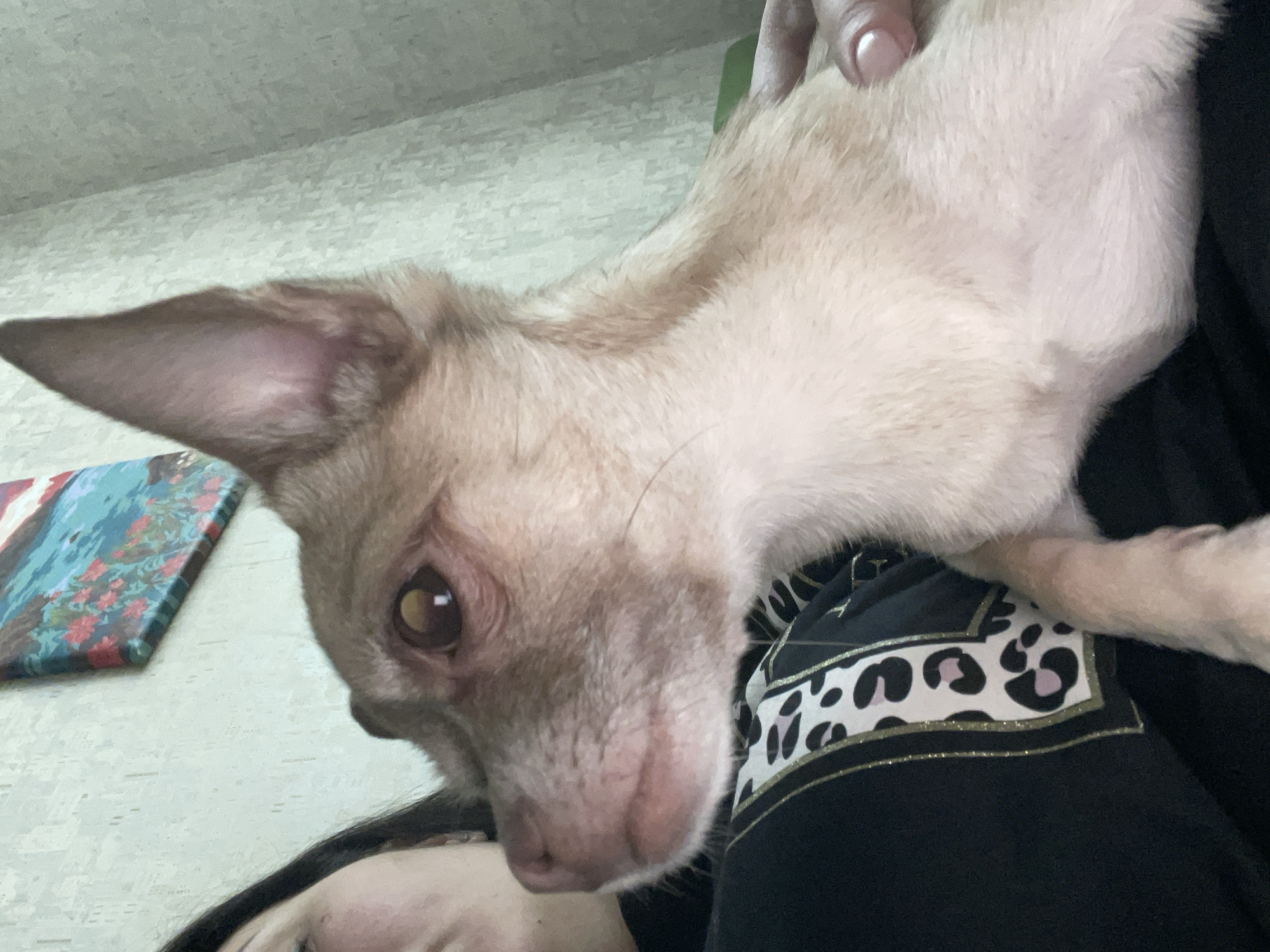 A close-up, low-angle shot captures a tan chihuahua dog held by a person. The dog is positioned in the foreground, looking to the left, with its large, pointed ear prominently visible. The person's face is partially visible on the left side of the frame, and their hand is seen resting on the dog's body. The dog is wearing a black shirt with a leopard print pattern. The background consists of a textured wall with a framed picture hanging on it. The scene appears to be indoors. The image was taken in the city of Vidnoye, Russia.