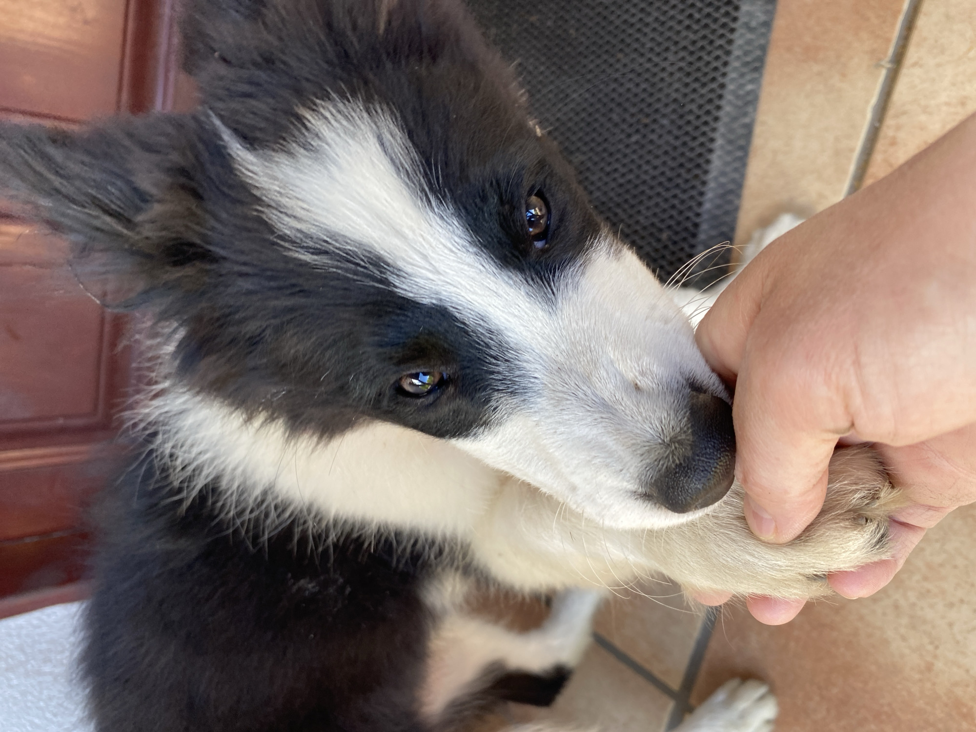 A close-up, eye-level shot shows a black and white puppy's head and paw being held by a person's hand. The puppy's fur is a mix of black and white, with distinct black markings around its eyes and a white blaze on its forehead. Its eyes are dark brown and appear to be reflecting light. The puppy's right paw is held gently in the person's hand, with its claws visible. The background is slightly blurred, showing a reddish-brown door, a tiled floor, and a dark gray mat. The overall impression is one of tenderness and connection between the animal and the human. The image was taken in Wielka Wieś, Poland.