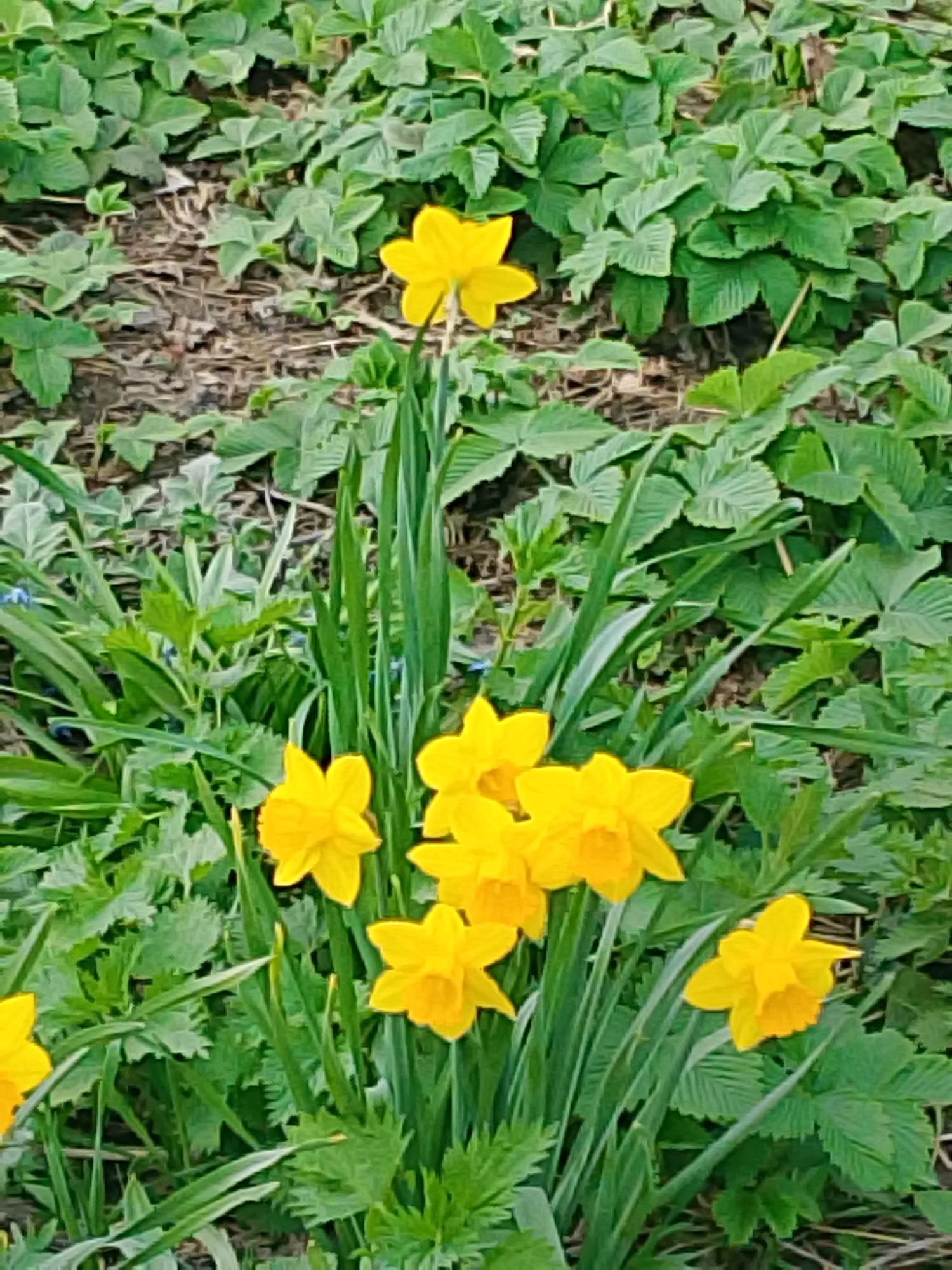 The image shows a cluster of yellow daffodils in a patch of green foliage. The ground is partially covered with brown mulch. The scene is located in an unidentifiable area, and there are no signs to suggest this photograph was taken in Chaikovsky, Russia. There are no people visible, and the focus is on the floral arrangement in a natural setting.