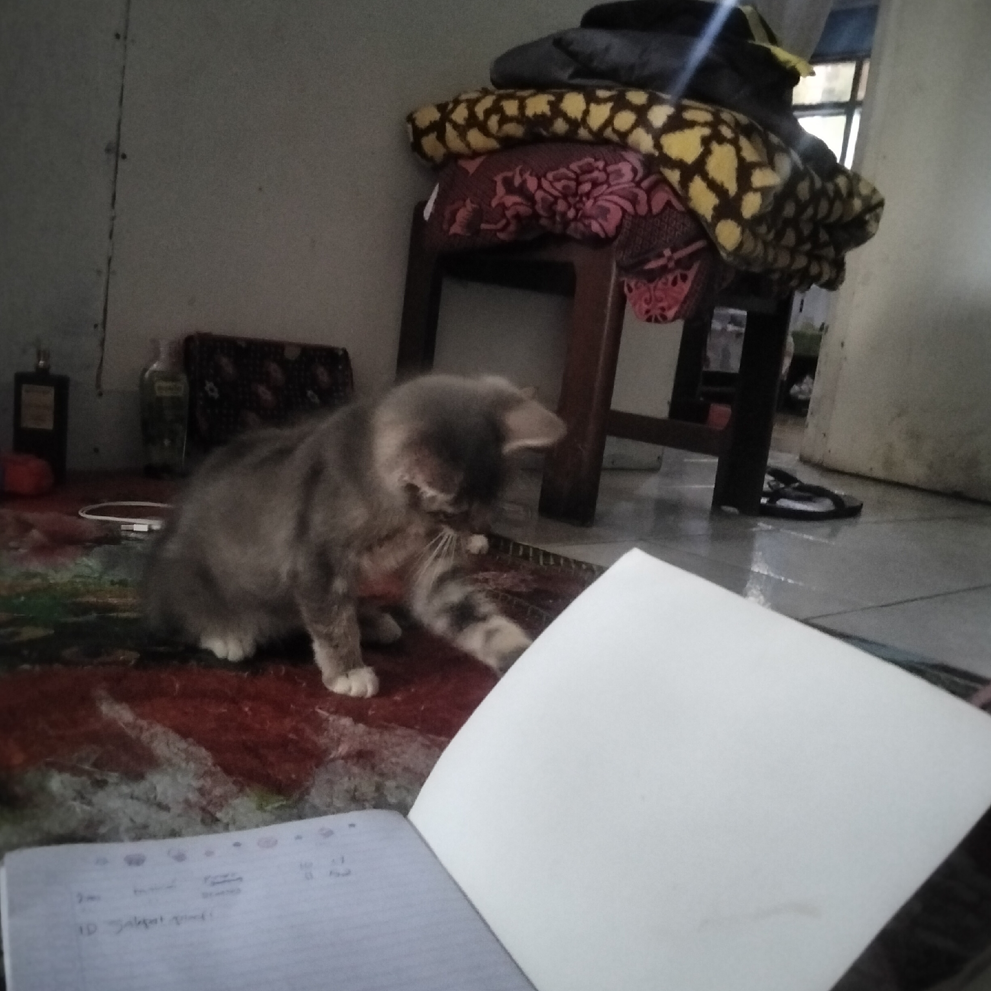 A medium-length grey cat with white paws is on a red and black patterned rug. It is grooming its front leg. In the background, there is a dark wooden stool with several folded blankets on top, one with a yellow and black pattern. To the left of the cat, on a shelf, are two bottles and a dark pouch. In the foreground, a notebook with handwritten text is open. The floor is tiled and appears wet in some areas. The scene is indoors, likely in a residential setting.