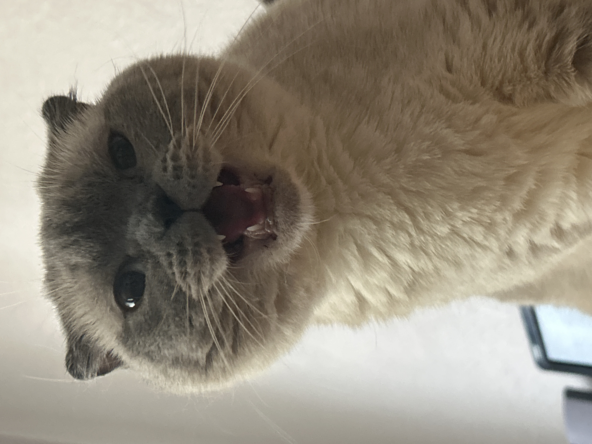 A close-up, low-angle, eye-level shot captures a British Shorthair cat with its mouth open, revealing its teeth and pink tongue. The cat's fur is a light cream color with gray markings on its head and ears. Its eyes are dark and appear to be looking slightly upwards. The background is out of focus and appears to be a plain, light-colored wall. No specific location in Uzhhorod, Ukraine, can be identified from the image.