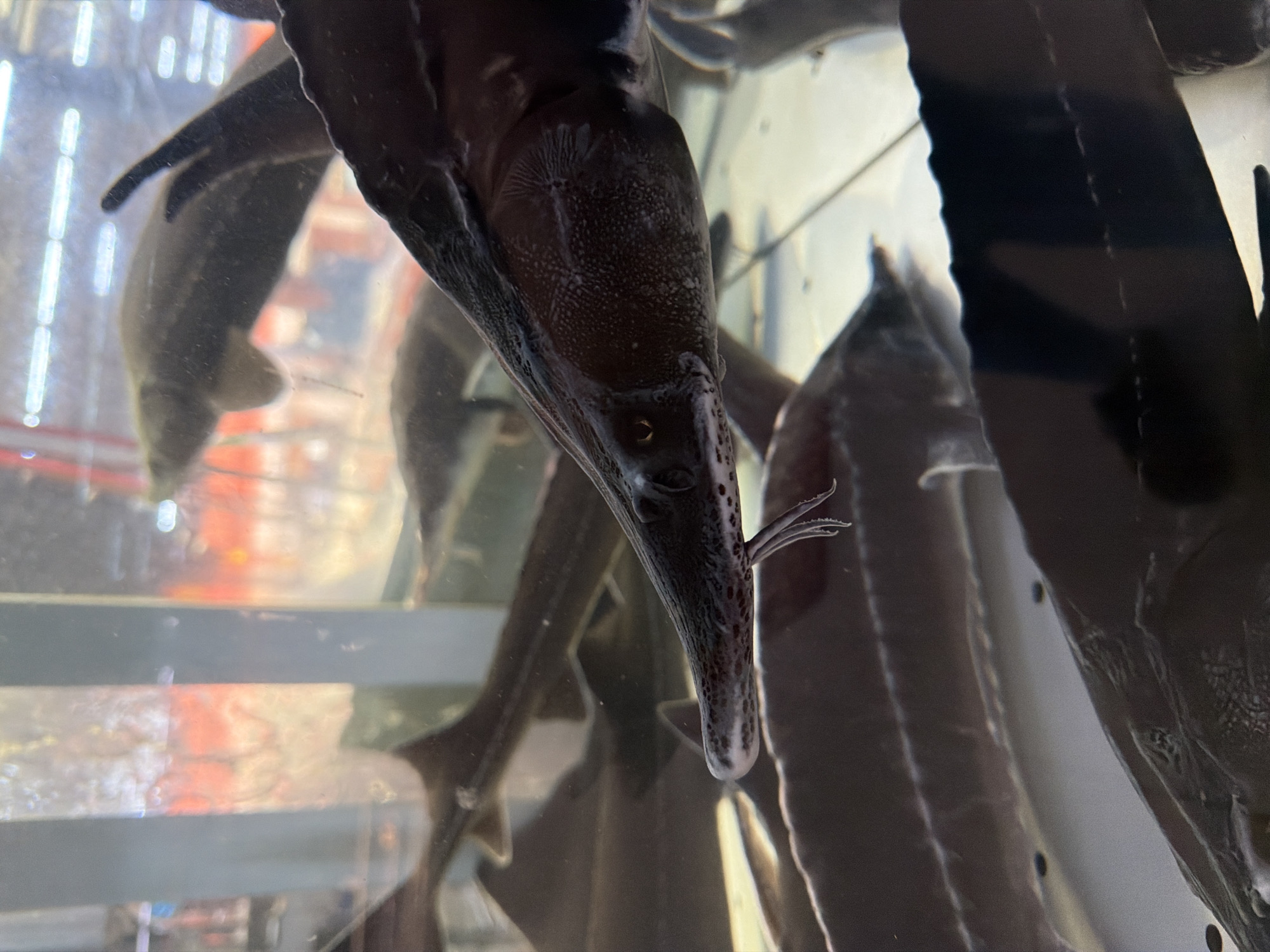 A close-up, eye-level, vertical shot captures several large, dark-colored sturgeon swimming in a tank filled with clear water. The fish are mostly submerged, with their long, pointed snouts and rough, scaled bodies clearly visible. The fish in the foreground, facing right, has its head and upper body prominent, revealing its distinctive whiskers and a speckled pattern on its snout. The background is blurred, showing more of the fish, the tank's glass wall, and what appears to be artificial lighting and possibly shelves or other displays in a retail environment. The overall impression is of a live fish display, likely in a market or specialized store. The image does not provide any visual cues to determine its specific location in Sokilnyky, Ukraine.