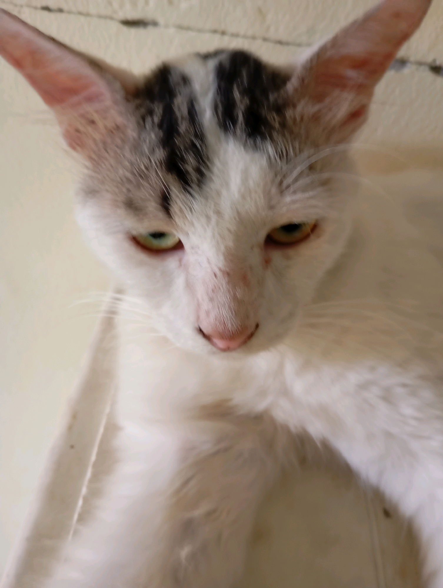 A close-up, slightly blurred, vertical medium shot captures the face of a white cat with dark tabby markings on its head and ears. The cat is positioned at an angle, looking downwards, with its head tilted. Its eyes are partially open, with one eye exhibiting a yellowish-green iris and the other appearing darker. The cat's nose is a soft pink, and its whiskers are visible. The background is a textured, light-colored wall. The scene is indoors, likely in a residential setting within Balikpapan, Indonesia. No other individuals or distinct objects are present in the frame. The lighting is soft and diffused, contributing to the overall blurriness of the image.