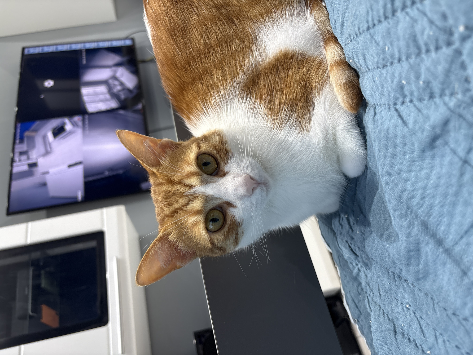 A close-up, eye-level shot features an orange and white cat resting on a textured blue blanket. The cat is positioned centrally in the frame, with its body angled towards the right and its head turned to look directly at the camera. Its green eyes are wide, and its ears are perked. The background shows a dark grey horizontal surface in the mid-ground, and further back, a large television screen displays multiple security camera feeds. To the left of the television, a white cabinet with a dark framed display is visible. The lighting appears to be natural, casting soft shadows. The location is a domestic interior, likely a living room or office space, in Pleven, Bulgaria.