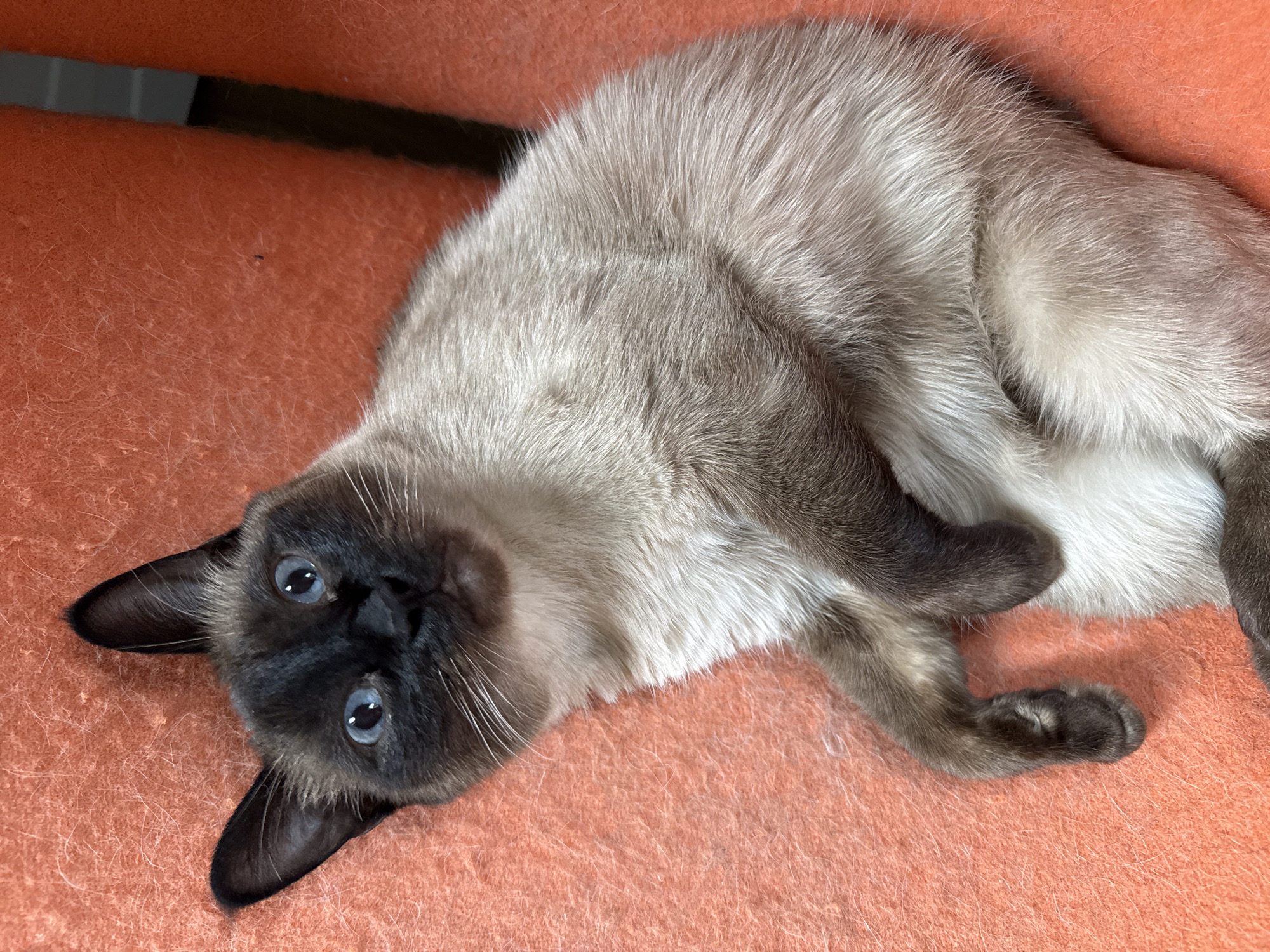 A Siamese cat lies on an orange-colored surface, possibly fabric or furniture. The cat is positioned with its head towards the upper left and body angled towards the lower right. Its face has dark brown/black fur, contrasting with the lighter beige/gray fur on its body. The cat's bright blue eyes are visible. The background is a uniform orange color. A dark gray object is visible in the upper left corner of the image. The location Steklyannyi, Russia is not applicable to this image as it contains no features that would allow to identify this location.