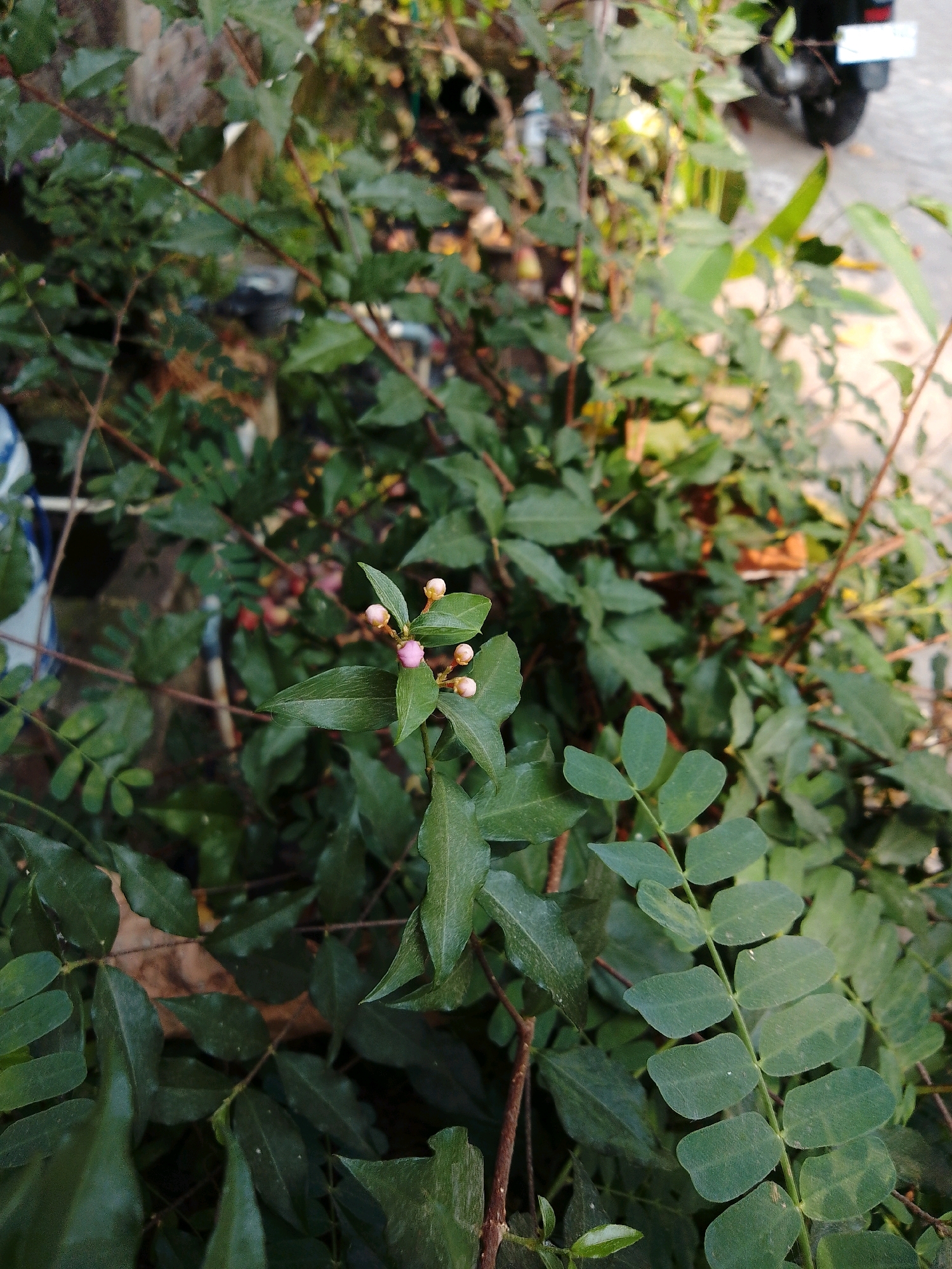 The image depicts a close-up of a flowering plant with multiple small, pink buds and one open pink flower. The plant has green leaves, some of which are compound leaves with multiple leaflets. The background is out of focus but suggests an outdoor environment, possibly a garden or roadside, with hints of a blurred motorcycle and a concrete surface. The lighting indicates it is daytime. The scene is set in Cikal, Indonesia.