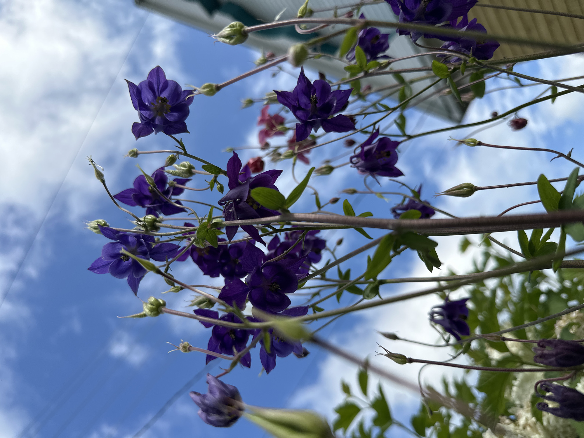 This is a low-angle, close-up, outdoor, eye-level shot of purple columbine flowers in bloom against a bright blue sky with scattered white clouds. The flowers are the main subject, with several in focus and others blurred. The stems and buds of the flowers are also visible. In the upper right corner, a portion of a white building with light yellow trim can be seen. Thin, dark power lines stretch across the upper portion of the sky. The image appears to have been taken during daylight hours. The location is unknown.