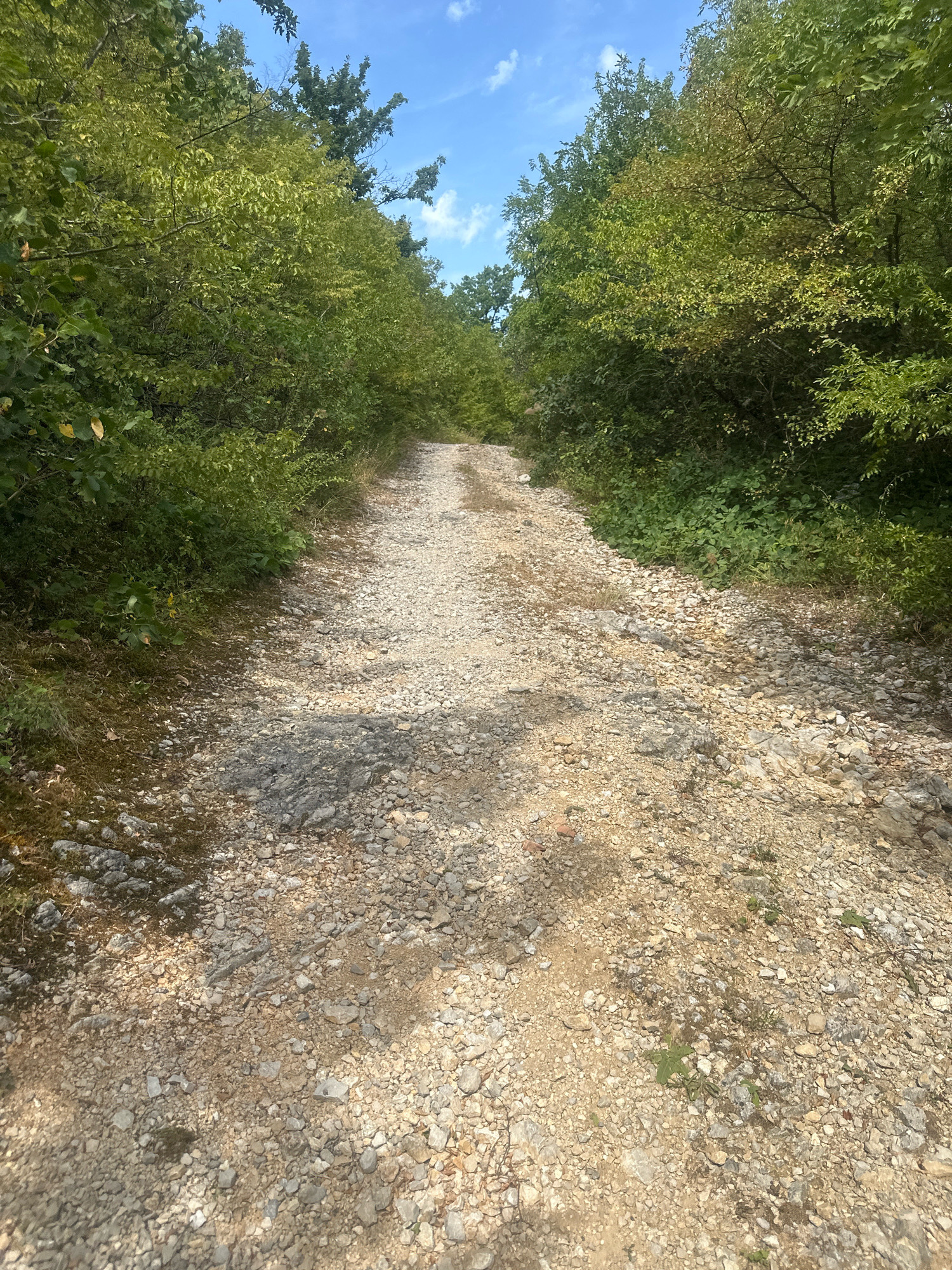 The image shows a narrow, unpaved dirt road winding through a dense forest. The road is covered in gravel and small stones, with patches of bare earth and some sparse green vegetation growing through the rocks. Sunlight filters through the canopy, casting dappled shadows on the ground. The trees on either side of the road are lush and green, with thick foliage. The sky is visible above the trees, with a few white clouds against a blue backdrop. The road appears to be a rural path, possibly in a natural or park-like setting. There are no people or vehicles visible in the image.
The location is identified as a dirt road in the municipality of Golubac, Serbia. This region is known for its natural beauty and historical sites, including Golubac Fortress, which overlooks the Danube River. The terrain is likely hilly or mountainous, consistent with the presence of forests and unpaved roads. The flora observed in the image is typical of temperate European forests. The road itself suggests a remote area, possibly used for recreation or access to more secluded parts of the municipality.