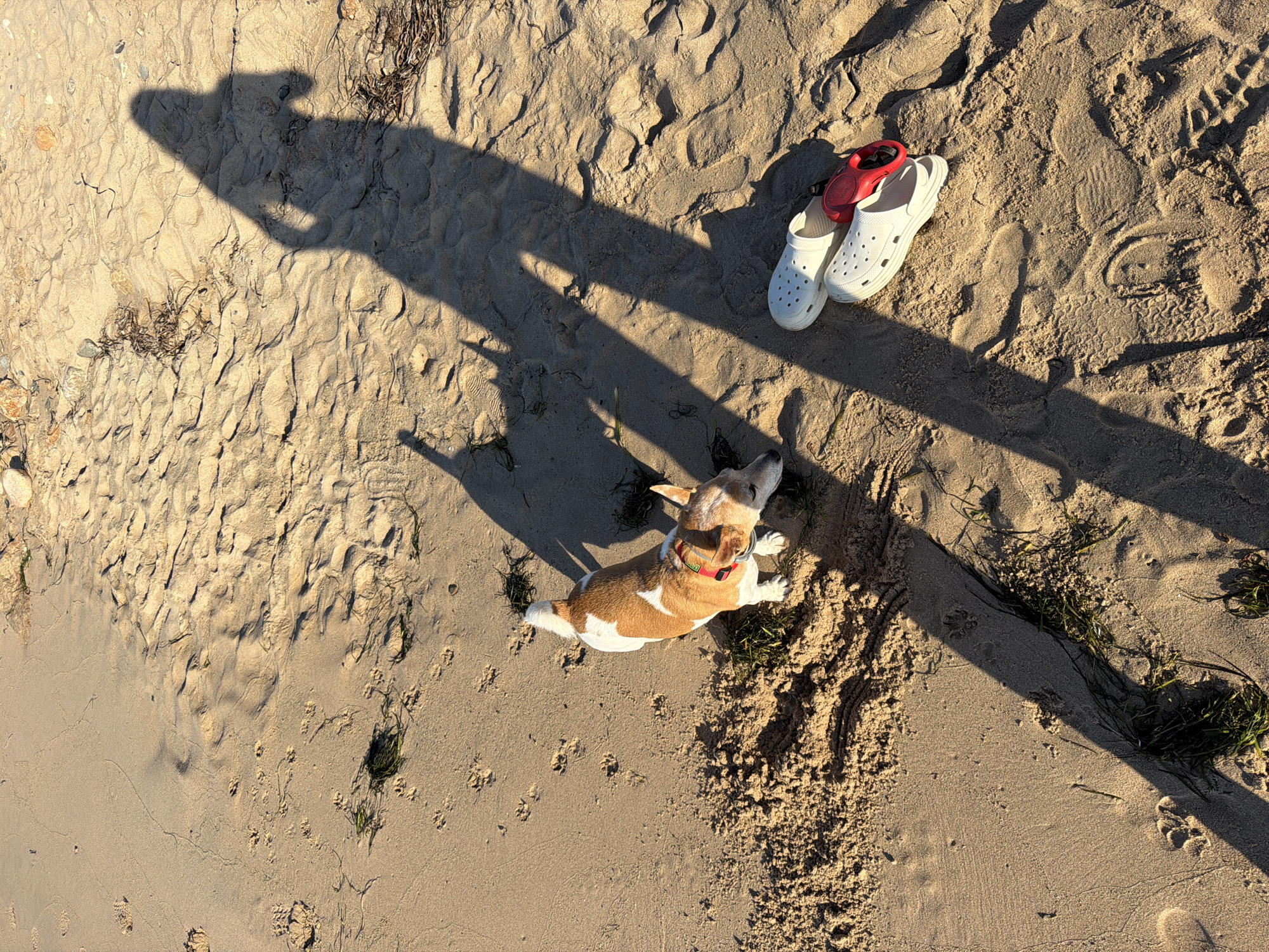 The image shows a beach in Mont-roig del Camp, Spain, with a sandy surface marked by various footprints and patches of vegetation. A light brown and white dog, wearing a red collar, is lying down. Near the dog are a pair of white Crocs and a red retractable leash. The shadow of a person holding a device (likely a phone or camera) is visible on the sand.