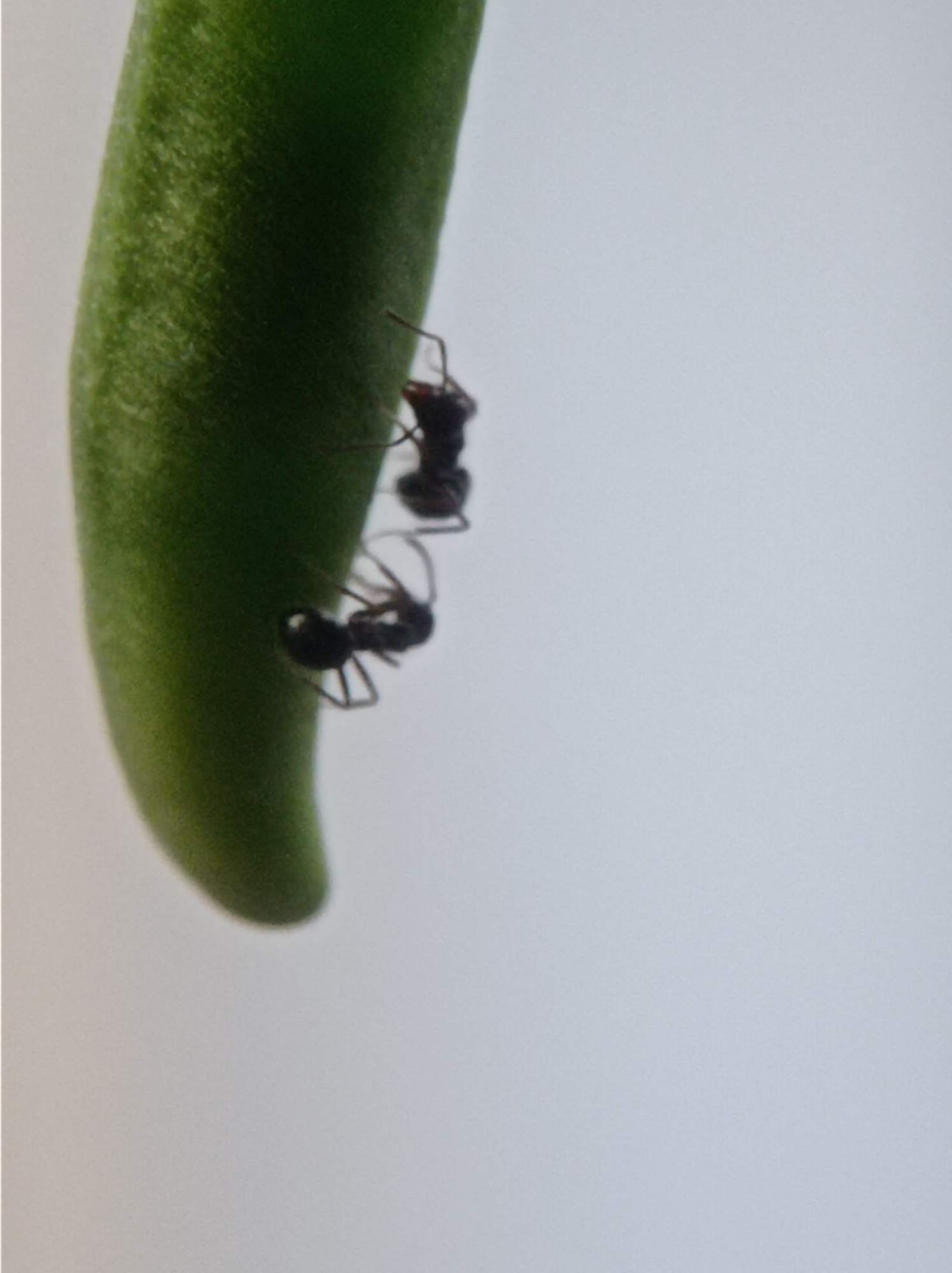 Two ants are positioned on a green, oblong object, possibly a bean pod or a stem. The ant closer to the top is slightly more in focus than the one below it. The background is a light, uniform color, suggesting an indoor setting or an overcast day. The scene appears to be a close-up, macro shot. The location in Mulyoagung, Indonesia, is not evident from the visual information provided.