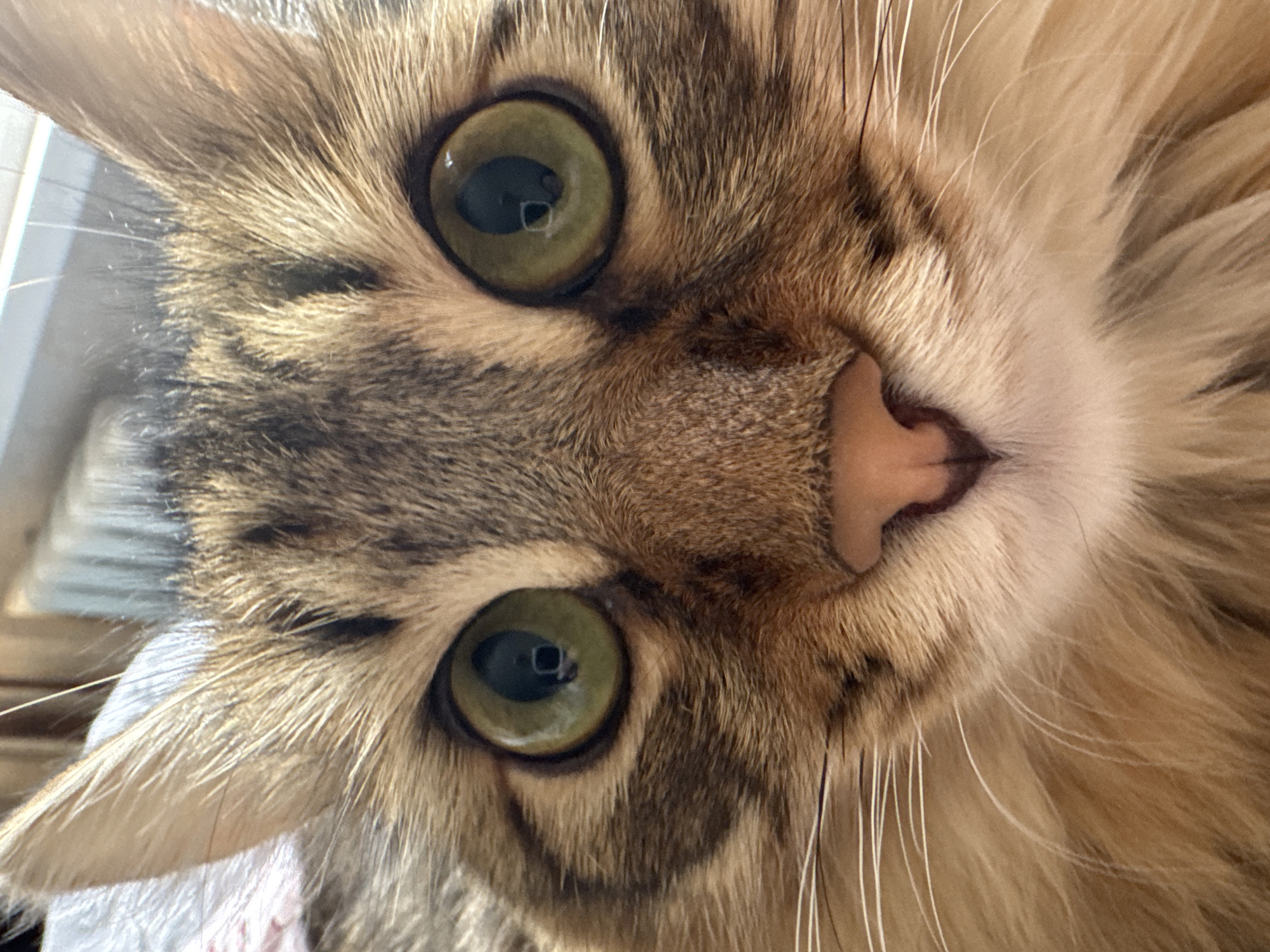 A close-up, inverted shot of a tabby cat's face. The cat has green eyes, a pink nose, and long white whiskers. The fur is a mix of brown and beige tones. The location is not identifiable as Chaikovsky, Russia from the image.