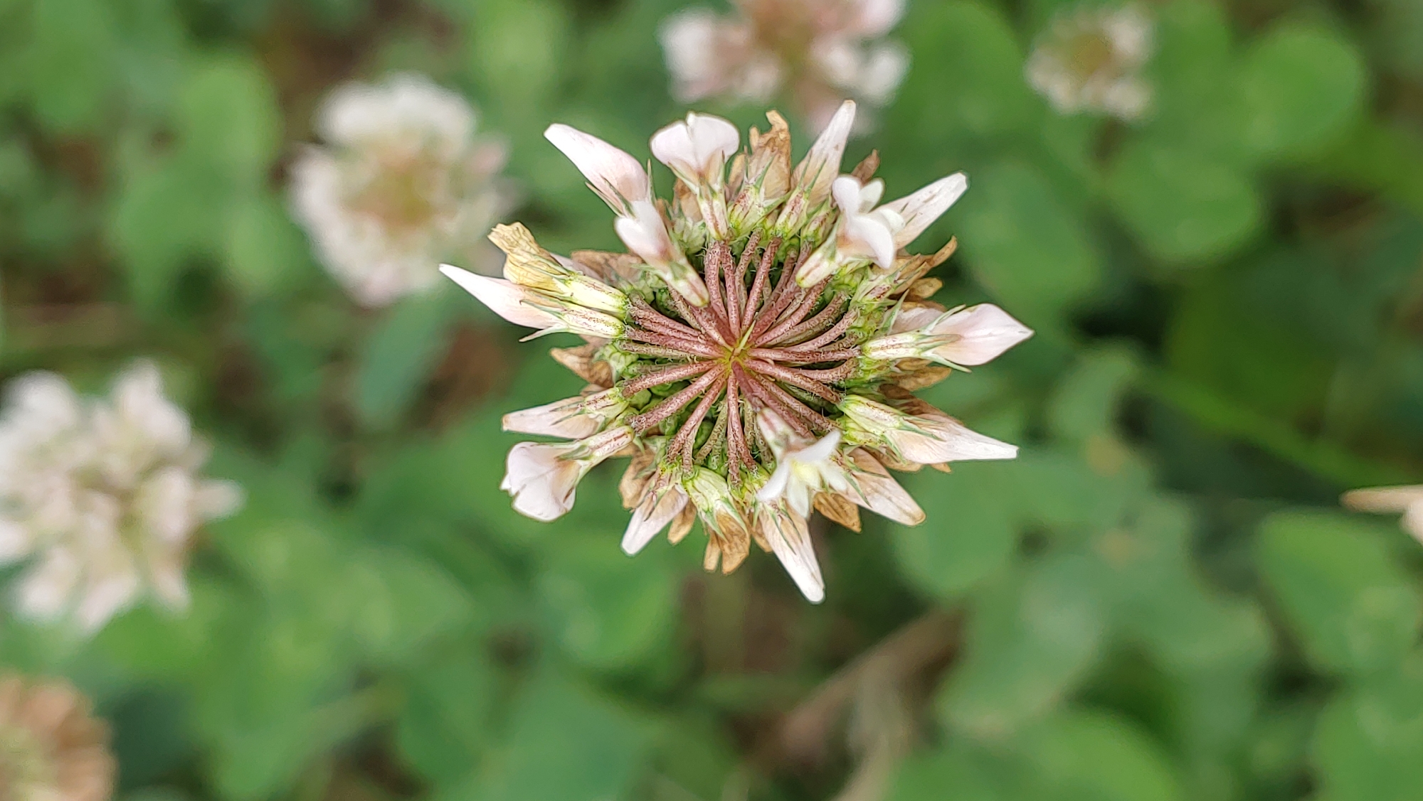 A close-up, top-down shot focuses on a single white clover flower head in the foreground, its delicate petals unfurling and some appearing dried or wilted. The flower's central structure displays a radial pattern of thin, reddish-brown stems supporting the petals. The background is a soft, out-of-focus blur of green foliage and hints of other indistinct white flowers, suggesting an outdoor, natural setting. This image was taken in Mukachevo, Ukraine, likely in a park or garden area.
