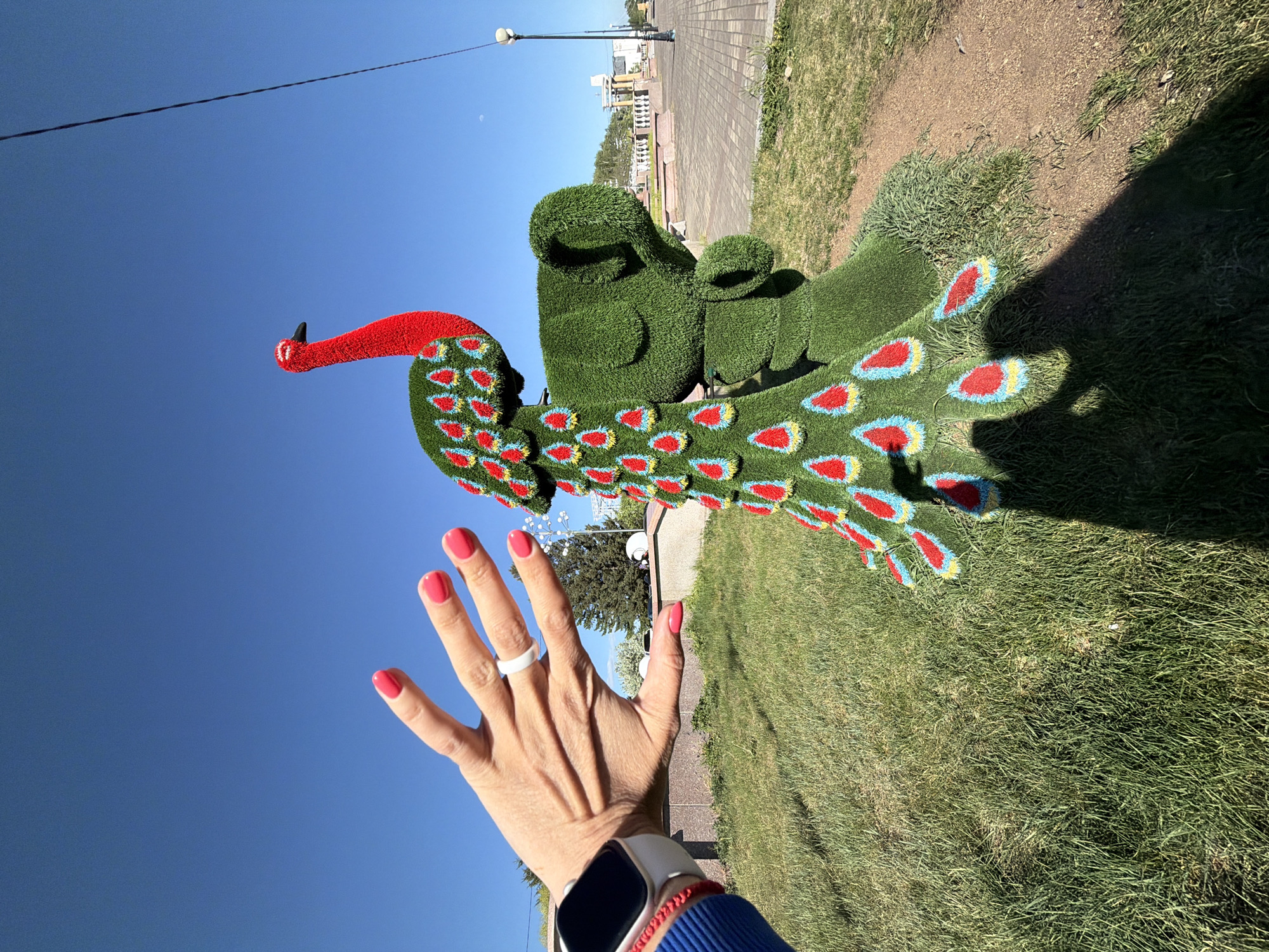 A woman is posing with a decorative topiary of a peacock in a park in Birobidzhan, Russia. The peacock is made of green shrubbery with red, yellow, and blue accents on its tail feathers. The woman's hand is in the foreground with a white ring on her finger and a white Apple Watch on her wrist, set against a clear blue sky. In the background is a park path and some buildings under a clear sky.