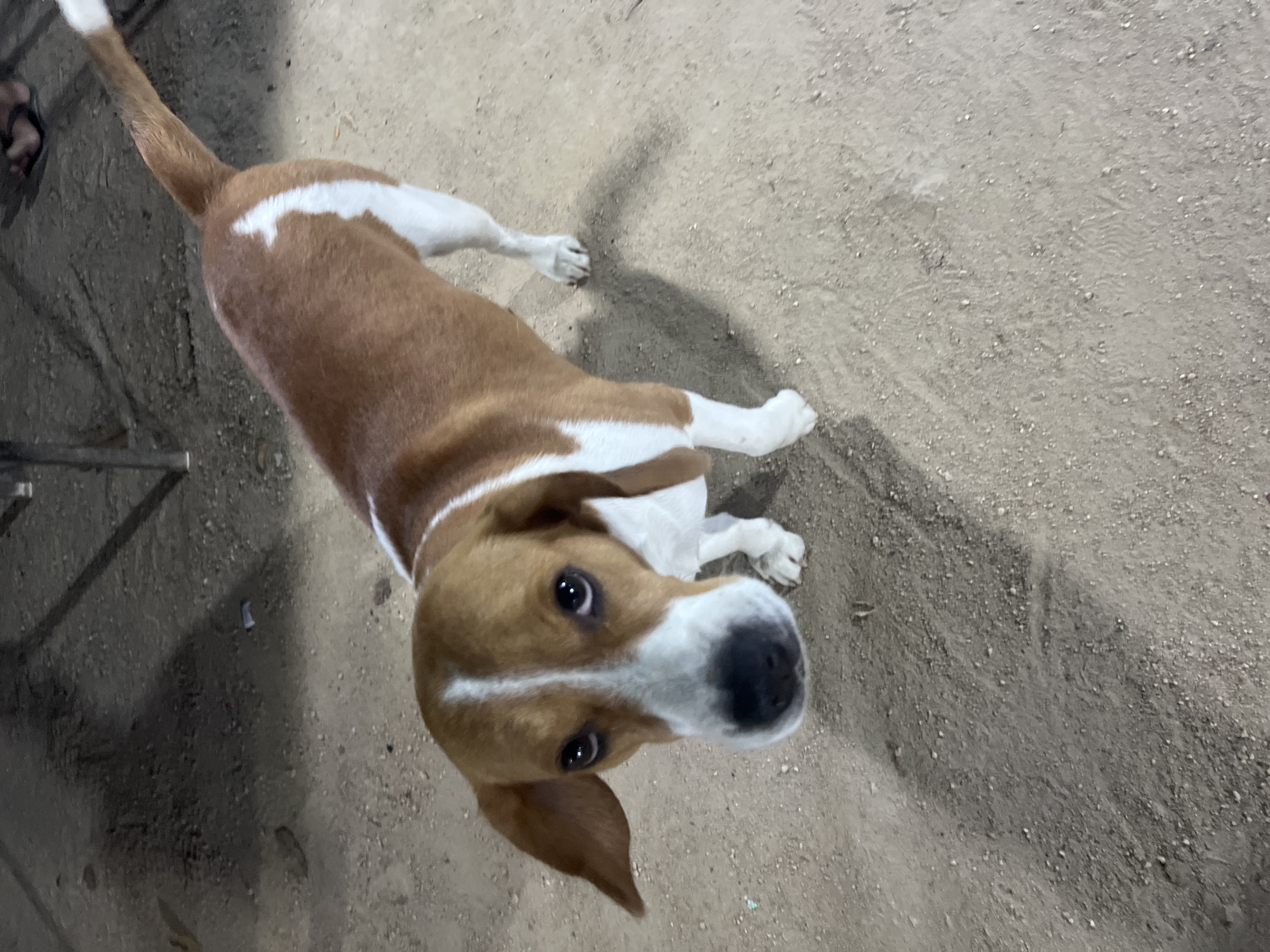 A tan and white beagle mix dog stands on a dirt ground in what appears to be an outdoor seating area at night in Ko Pha-ngan District, Thailand. The dog is looking directly at the camera with its ears perked. The ground is covered with small stones and sand. In the background, there is a dark, paved area with some metal structures, suggesting it could be a restaurant or bar. A shadow of a person can be seen on the paved area. The dog has brown markings on its head and back, with white patches on its chest, legs, and tail.