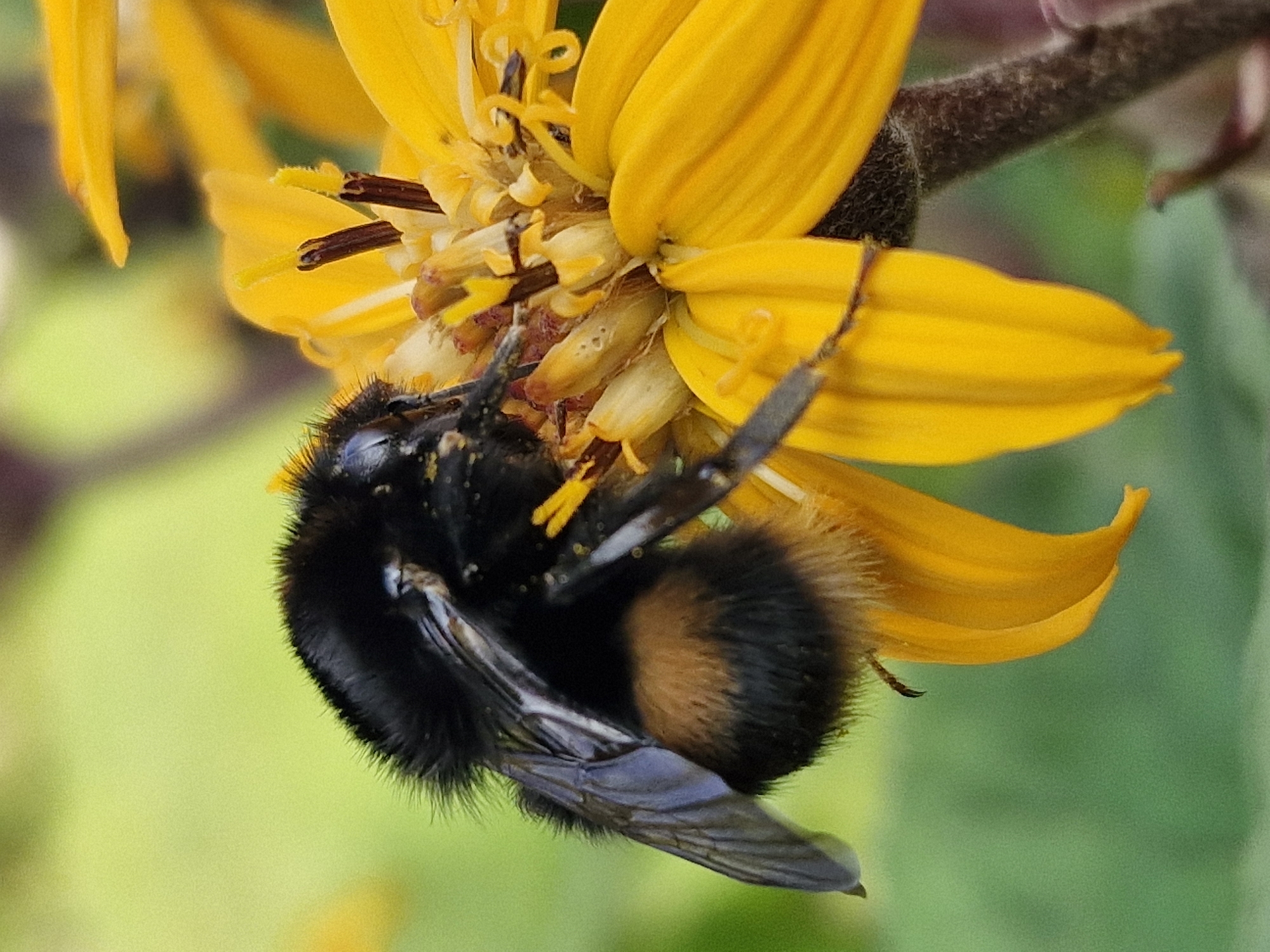 A close-up, eye-level shot captures a fuzzy bumblebee perched on a bright yellow flower. The bee, predominantly black with a distinctive orange band around its abdomen, is positioned on the flower's petals and appears to be collecting nectar. Its wings, translucent and veined, are partially visible. The flower's center is a cluster of dark stamens and yellow structures, indicating it is in bloom. The background is a soft blur of green foliage and hints of other yellow and purple flowers, suggesting a garden or natural setting. The lighting is bright, highlighting the textures of the bee's fur and the flower's petals. The scene is devoid of human presence and any specific landmarks that would indicate a location within Klaipėda, Lithuania.