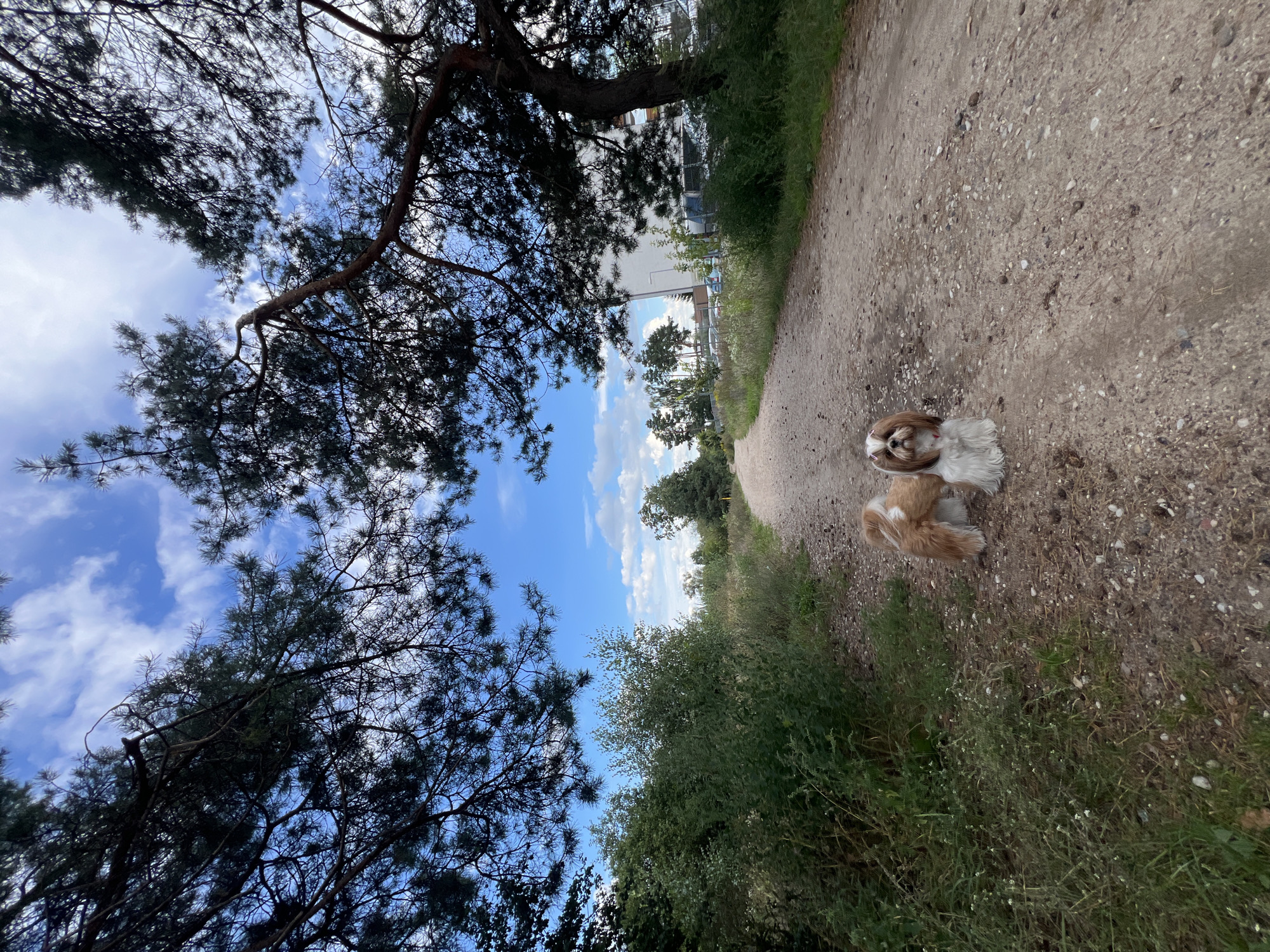 A Shih Tzu dog stands on a dirt path under a bright blue sky with scattered clouds. Pine trees with dark green needles overhang the path, their branches creating a natural frame for the scene. The path is lined with green vegetation, and in the background, a white building and parked cars are visible. The dog, predominantly white with brown markings, faces the camera, its tail held high. A pink ribbon is visible on its head. The overall setting appears to be an outdoor area in or near Kleosin, Poland, possibly a park or a residential street with abundant greenery.