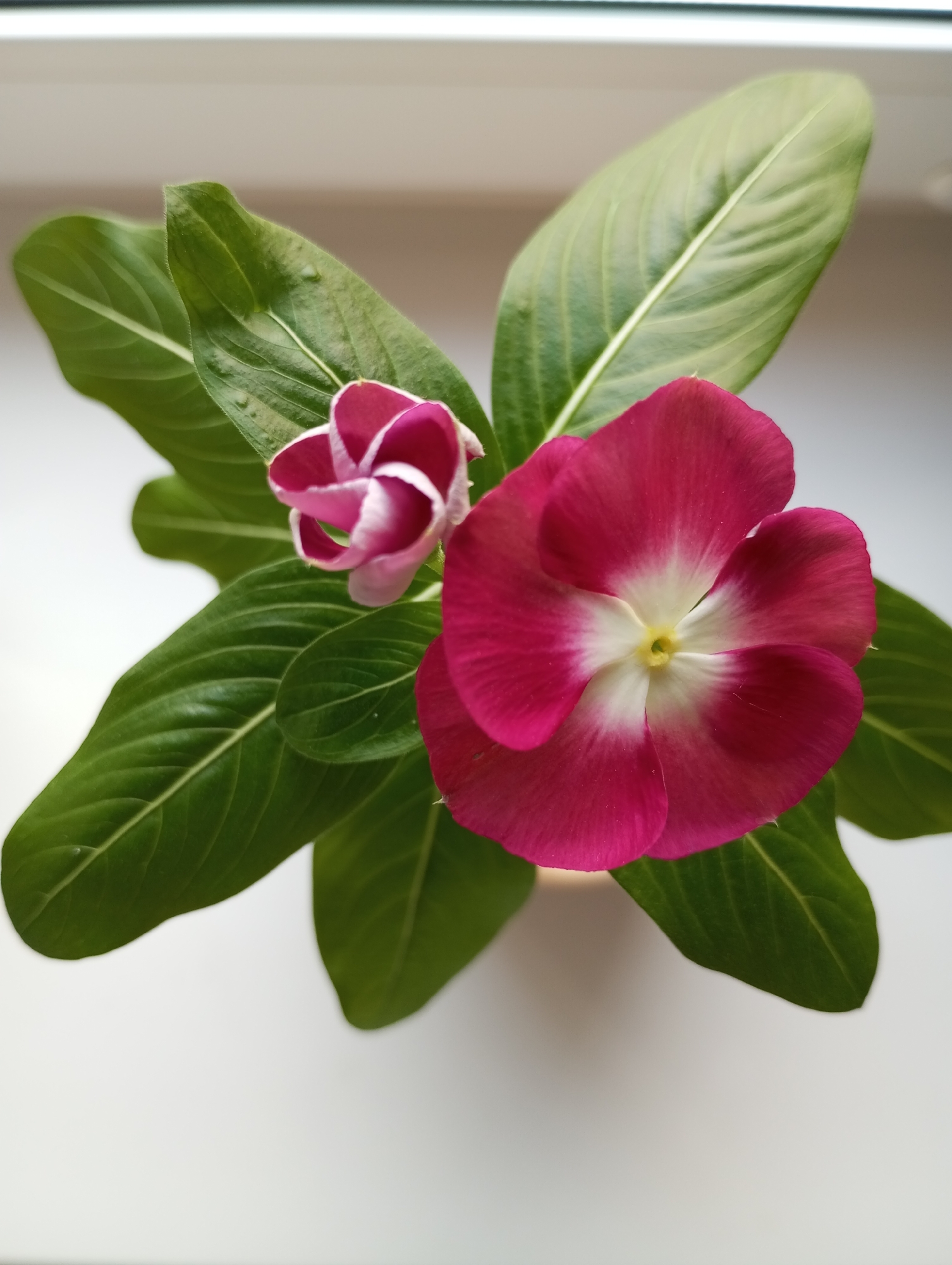 A top-down, close-up shot showcases a vibrant pink flower and a smaller, closed pink bud, both surrounded by glossy green leaves. The flower has a lighter, near-white center with a yellow pistil. The leaves are oblong with prominent veins. The plant sits on a white surface, likely a windowsill, with a bright, diffused light source above. No elements indicate the location is Pervomaysky, Russia. There are no people depicted in the image.