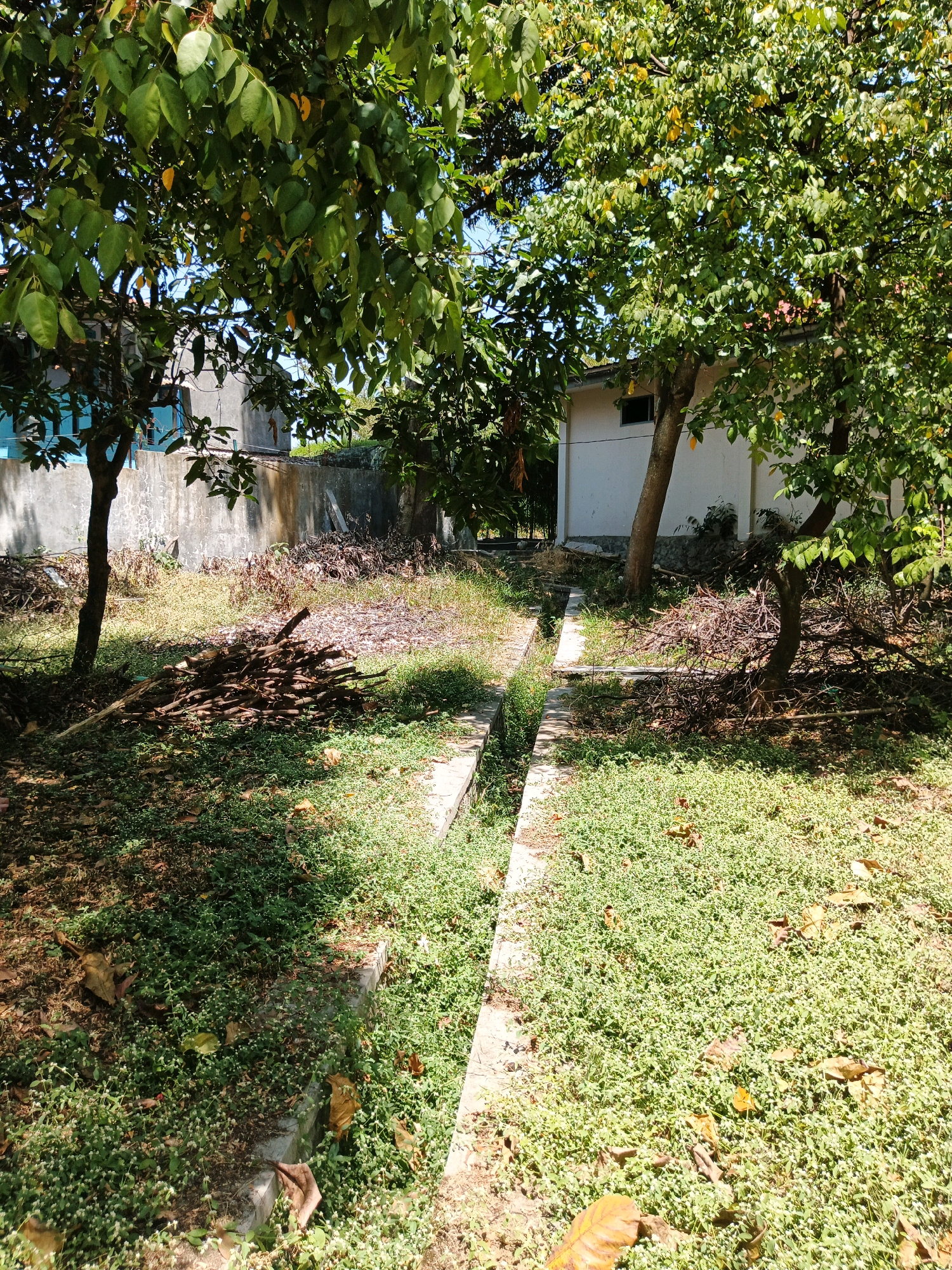 The image depicts an outdoor scene with lush green foliage and a channel running through it. Two trees with dense green leaves dominate the foreground, casting shadows on the ground. In the background, a white building with a small window is visible, bordered by a stone wall. Piles of branches and leaves are scattered around the yard, suggesting a natural or somewhat unkempt environment. The presence of concrete channels and a wall hints at urban landscaping or infrastructure within a yard or garden. The bright sunlight and green vegetation indicate a warm, possibly tropical or subtropical climate. The overall impression is one of a peaceful, sun-drenched outdoor space, possibly a backyard or park area. Based on the architecture and vegetation, this scene could be located in a residential or semi-residential area of Bandung City, Indonesia, characterized by its tropical climate and common use of natural landscaping elements.