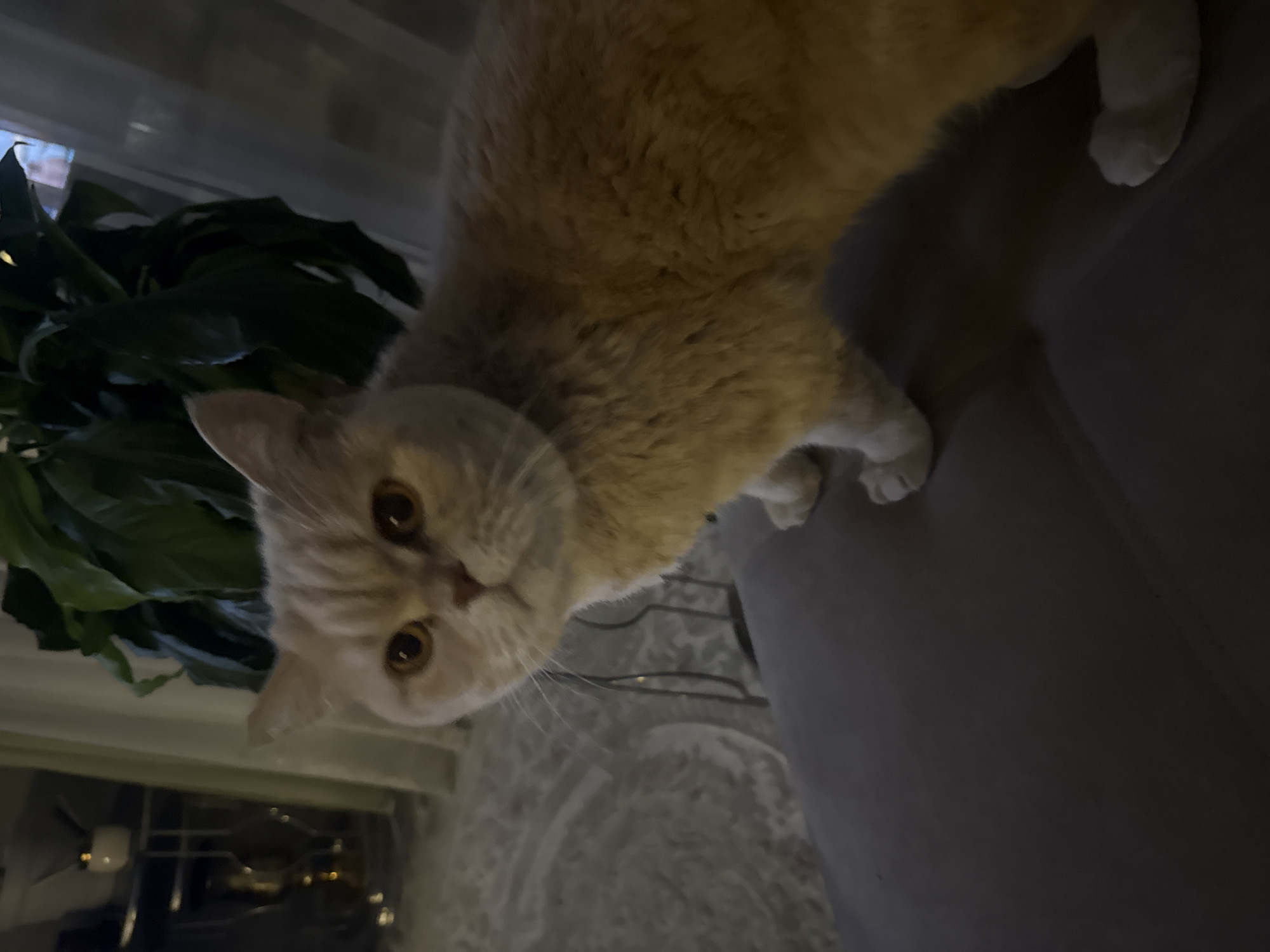 A tan cat with brown eyes looks down at the camera, head tilted slightly to the left. The cat is standing on a gray cushion, and a green plant is visible in the lower left of the frame near a window with a blurred view of buildings outside. The location is indoors in a city of Unknown, Unknown.