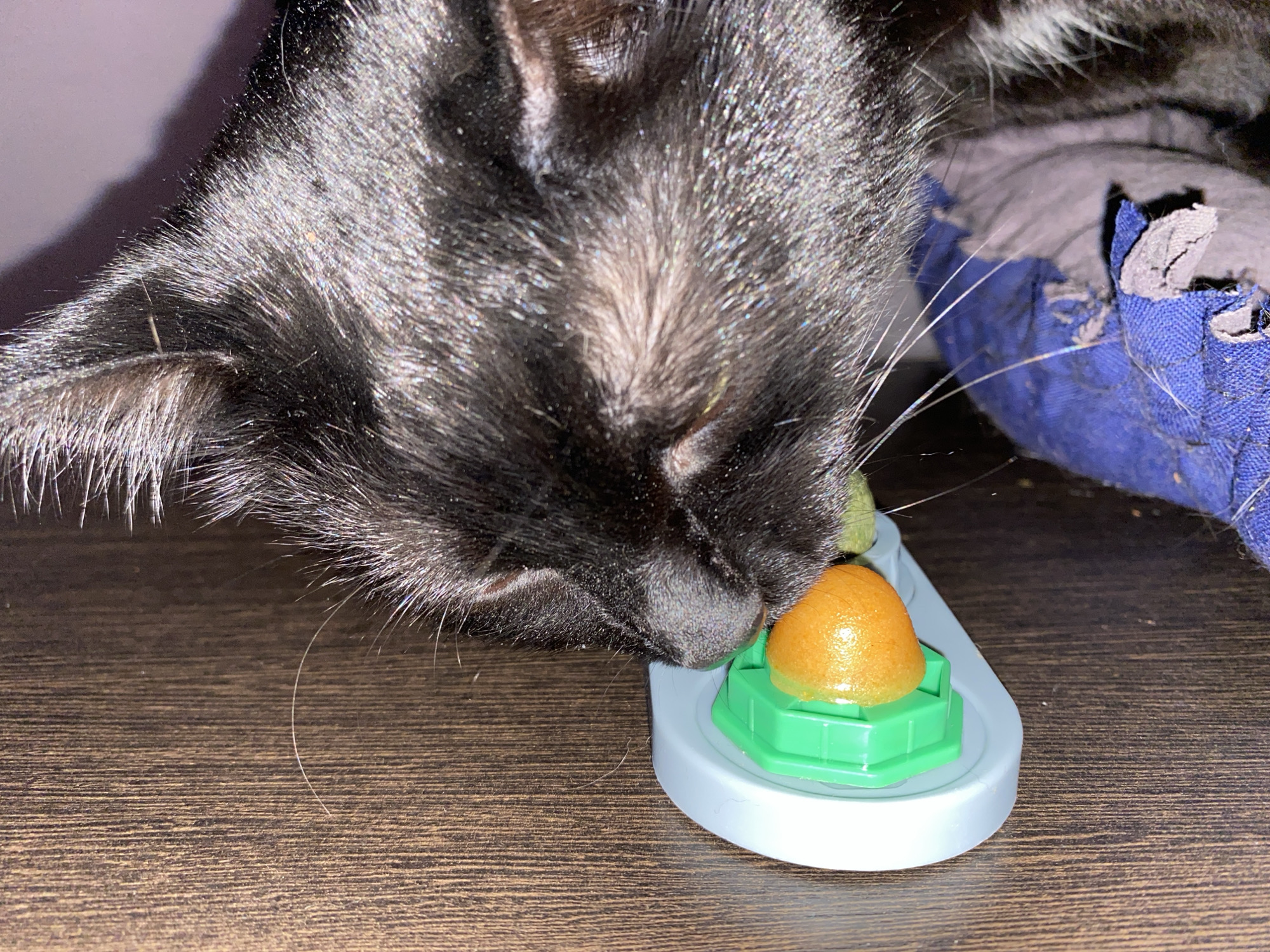 A black cat is eating a treat from a gray and green plastic container on a dark brown wooden surface. Part of a blue object is visible in the background. The location is not discernible.