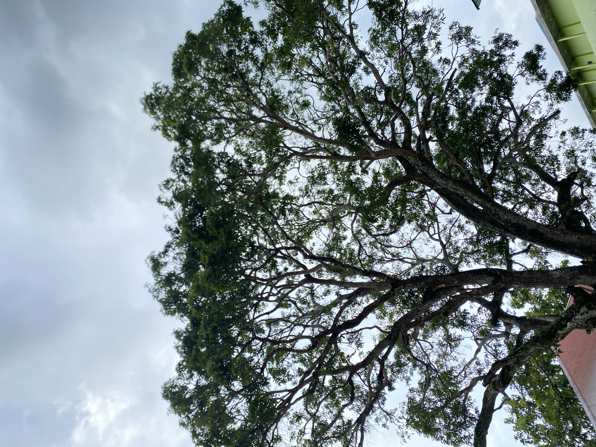 The image shows a view looking upwards at a large tree with extensive branches and green leaves. The tree is situated near a building, with portions of the building's exterior visible on the right side of the frame, including some green and what appears to be light brick or wall. The sky is overcast with grey and white clouds. The location is implied to be in Meurah, Indonesia. There are no people visible in the image.