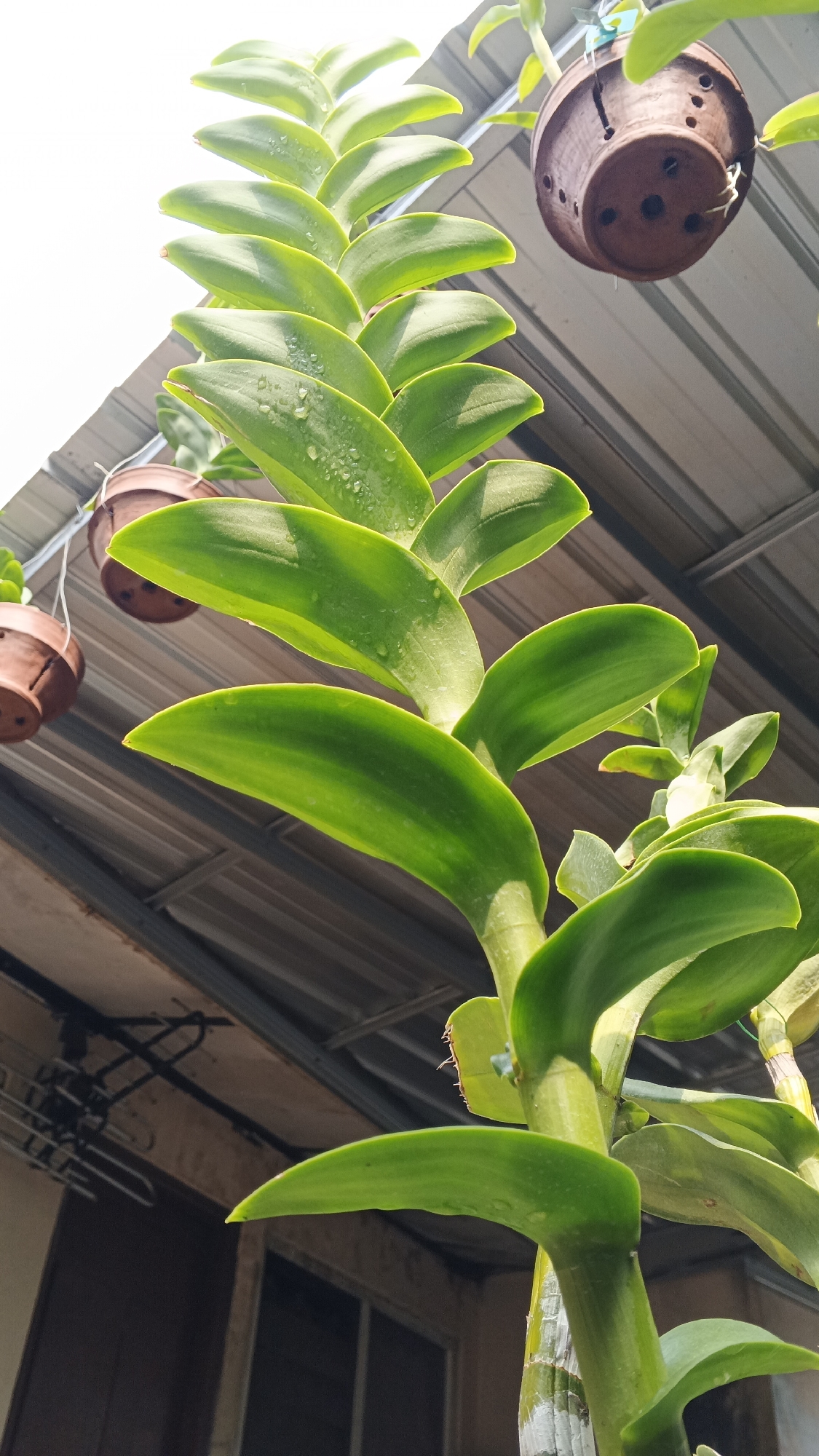 A close-up, low-angle shot captures a vibrant green orchid plant with dew drops on its broad, overlapping leaves. The plant is positioned in the foreground, reaching upwards against a backdrop of a corrugated metal roof, suggesting an outdoor or semi-outdoor setting. Several terracotta pots, likely for other plants, are suspended by strings from the roof structure, adding to the scene's horticultural context. The overall lighting indicates it is daytime, possibly with direct sunlight creating highlights on the leaves and roof. The scene is set in Ambarketawang, Indonesia.