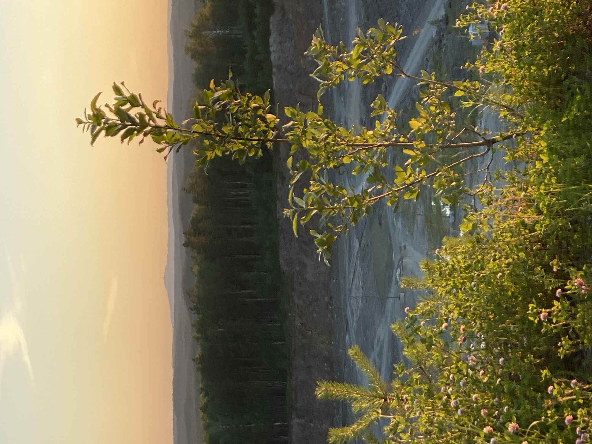 The image depicts a landscape at sunset, possibly in the vicinity of Yekaterinburg, Russia. In the foreground, lush green foliage and small pinkish-white flowers are illuminated by the warm light of the setting sun. A young tree with light green leaves stands prominently in the mid-ground. Behind the vegetation, a quarry or open-pit mine is visible, characterized by tiered earth walls and dusty ground with some water features. In the distance, a dense forest stretches across the horizon, transitioning into rolling hills. The sky is a soft gradient of pale yellow and orange, with a wispy cloud formation. On the far horizon, a faint silhouette of a distant mountain with what appears to be a transmission tower or structure is discernible. No people or animals are present in the scene.
