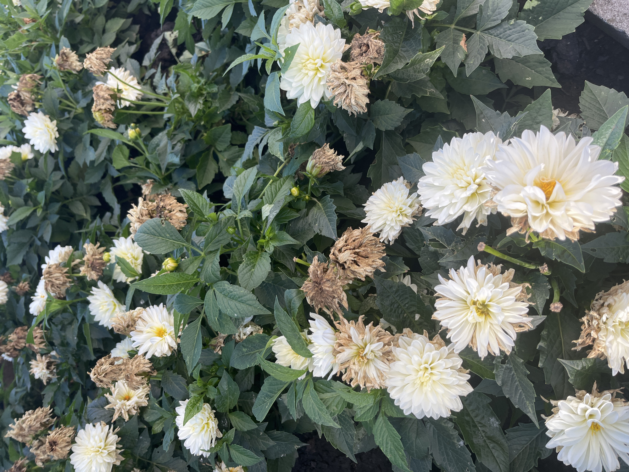 An outdoor, eye-level, close-up shot captures a dense bed of white dahlia flowers and their green foliage. Many of the flowers are in full bloom, displaying layered white petals with subtle yellow centers. Interspersed among the fresh blooms are several withered, brown dahlias, some appearing dried and shriveled, indicating the natural cycle of the flowers. The background consists of more foliage and hints of dark soil. The lighting suggests it is daytime, with sunlight illuminating the petals and casting soft shadows. This image is likely from a park or garden within the city of Stavropol, Russia, given the specific location request. No people are present in the frame, and no discernible actions or interactions are occurring beyond the natural state of the plants.