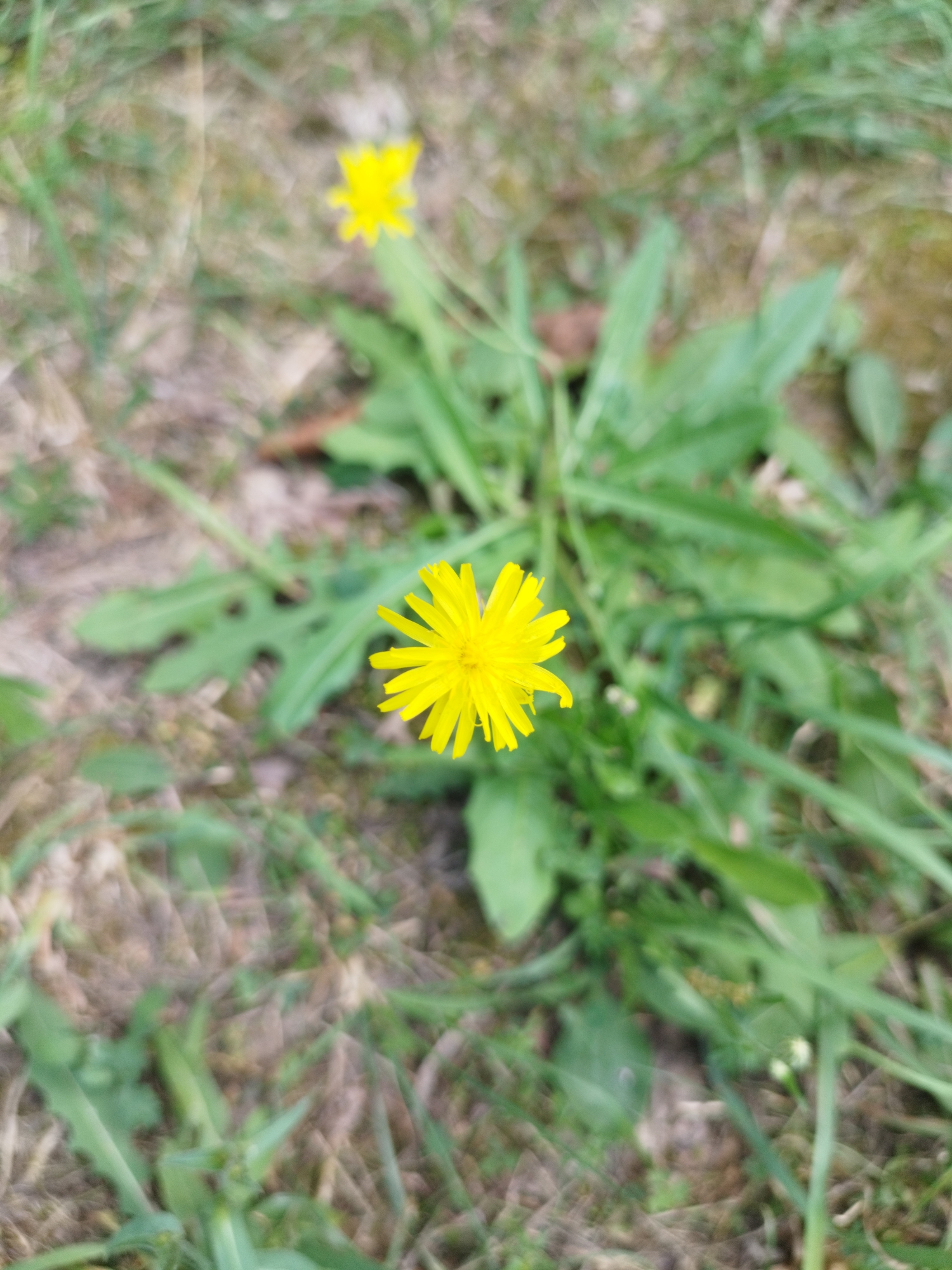 A close-up, shallow depth-of-field shot captures a bright yellow dandelion flower in the foreground, its petals fanned out. Behind it, another slightly blurred yellow flower is visible. The background consists of green grass and dry soil, suggesting an outdoor environment. The lighting is natural, and the overall image appears to be taken in daylight.