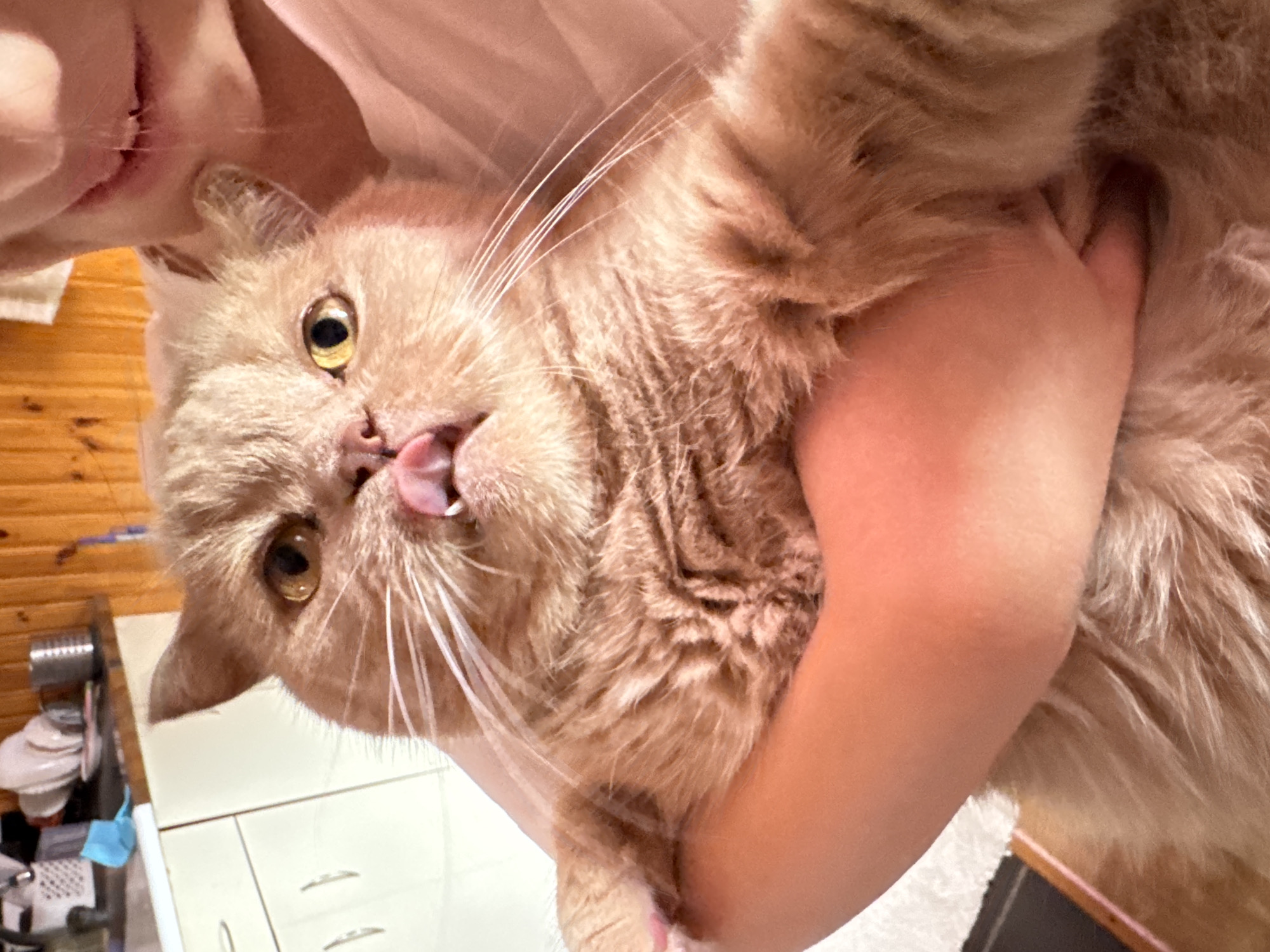 An orangish-brown cat is held by a person, whose face is partially visible in the upper right corner. The cat has its tongue sticking out and its mouth slightly open. The cat's fur is fluffy. The background appears to be a kitchen with wooden paneling on the wall and light-colored cabinets.