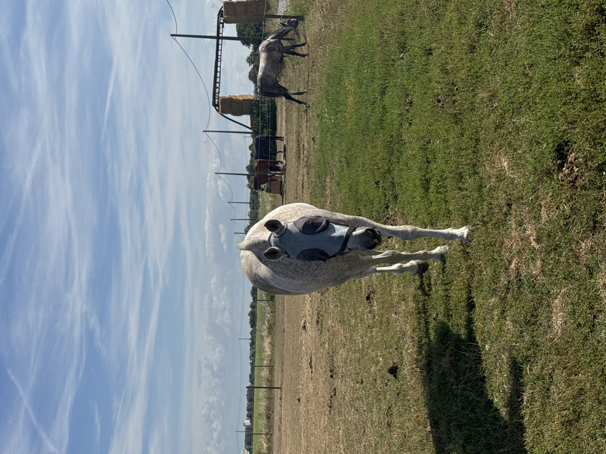 The image depicts a rural outdoor scene. In the foreground, a light-colored horse wearing a fly mask stands facing the camera. The horse is positioned on a grassy area with some dry patches. To the right and further back, another horse, appearing grey and white, grazes in a green pasture. In the middle ground, several other horses, including brown and dark-colored ones, are visible near a fenced enclosure with hay bales. The background shows a fence line, fields, and a bright blue sky with scattered clouds. There are no discernible buildings or specific landmarks to indicate the precise location within Estaimpuis, Belgium, beyond it being a rural setting likely associated with horse stables or pastures.