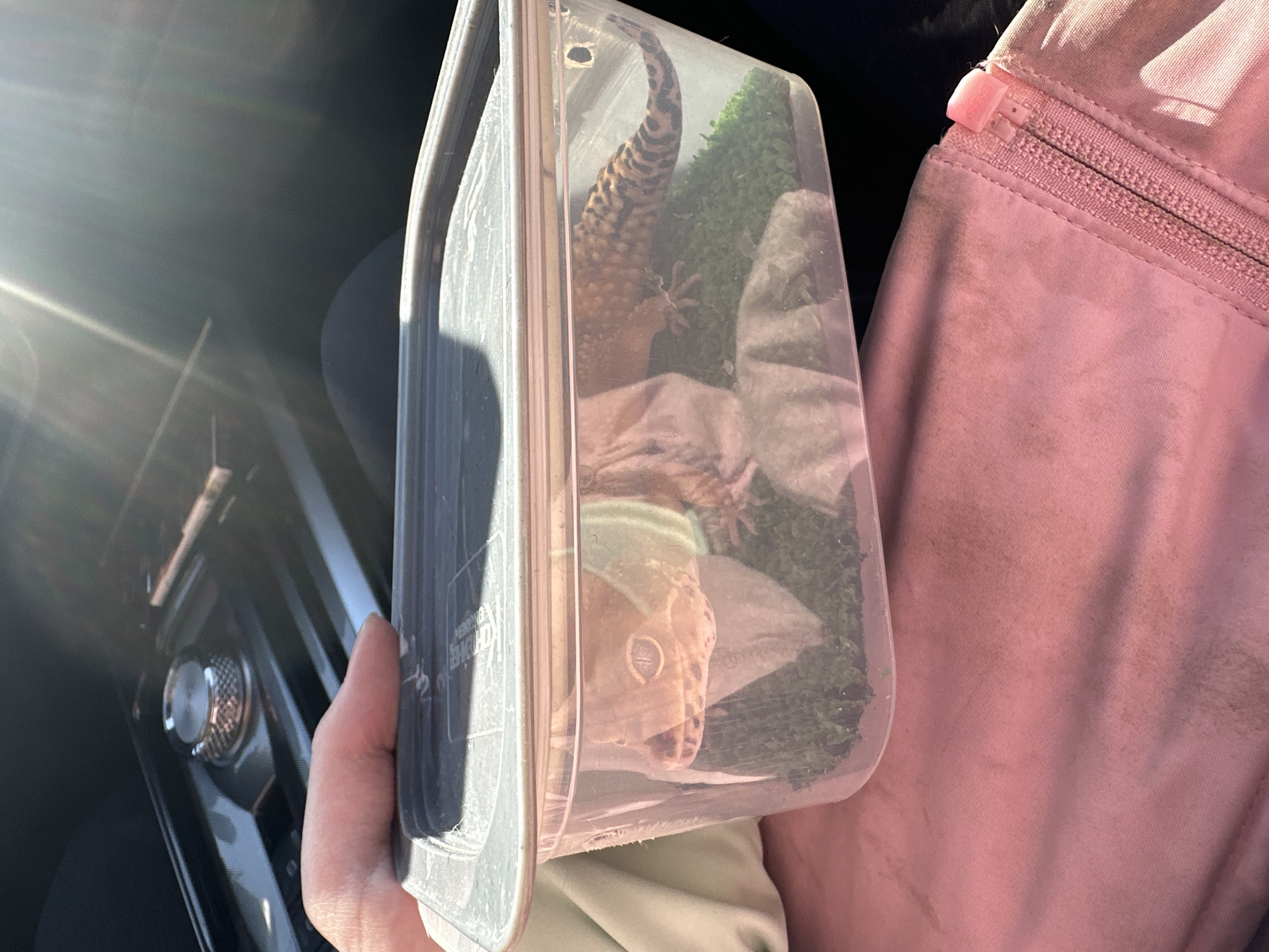 The image depicts a person holding a clear plastic container with a leopard gecko inside. The container includes green moss and white paper. The setting appears to be inside a car, with part of the dashboard visible. There is also a pink jacket visible in the shot. The image provides no information about the location being Moscow, Russia.