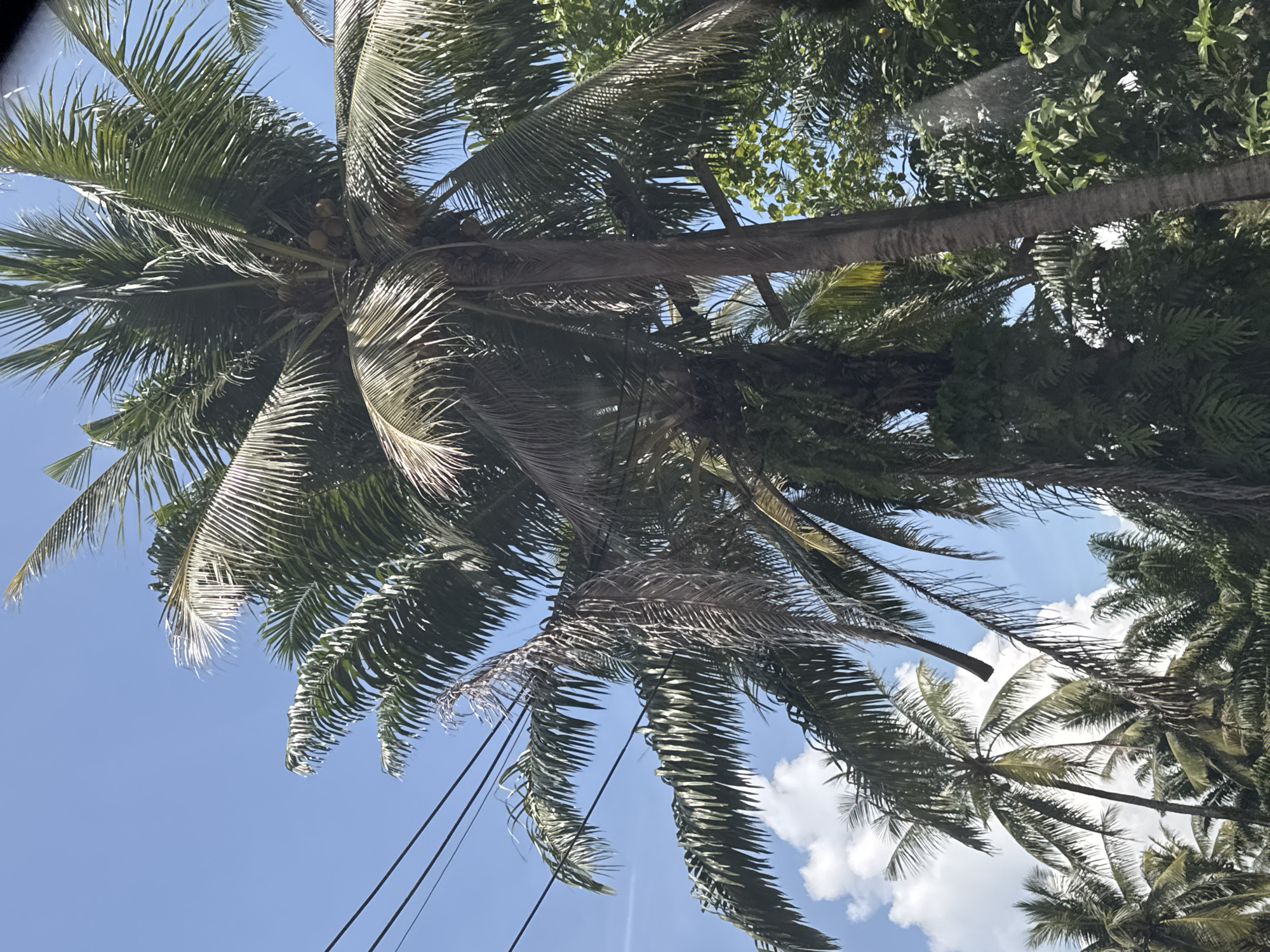 The image shows a cluster of palm trees under a bright blue sky with scattered white clouds. Power lines are visible strung across the upper left portion of the frame. The palm trees are tall with abundant fronds, some appearing greener and fuller than others, with at least one showing signs of dryness or decay. Coconuts are visible on one of the trees. The scene suggests a tropical or subtropical environment. The reference to Ban Khuk Khak, Thailand, indicates a possible location for this scene, known for its coastal areas and palm trees.