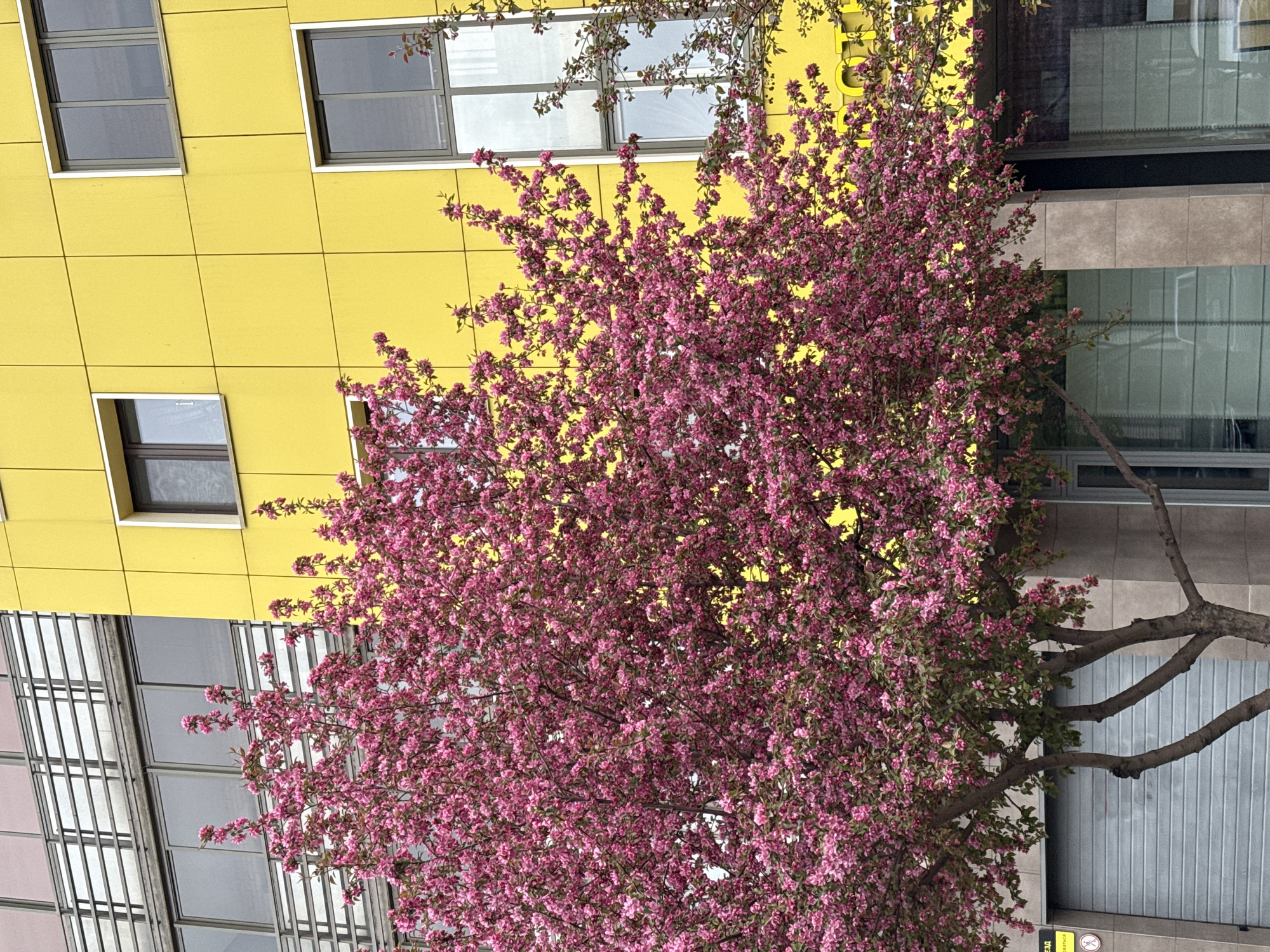 The image shows a blossoming pink tree in front of a building with a yellow facade and gray-framed windows. The building has a modern architectural style. The location is unknown, and it cannot be confirmed it is in Krasnoyarsk, Russia.