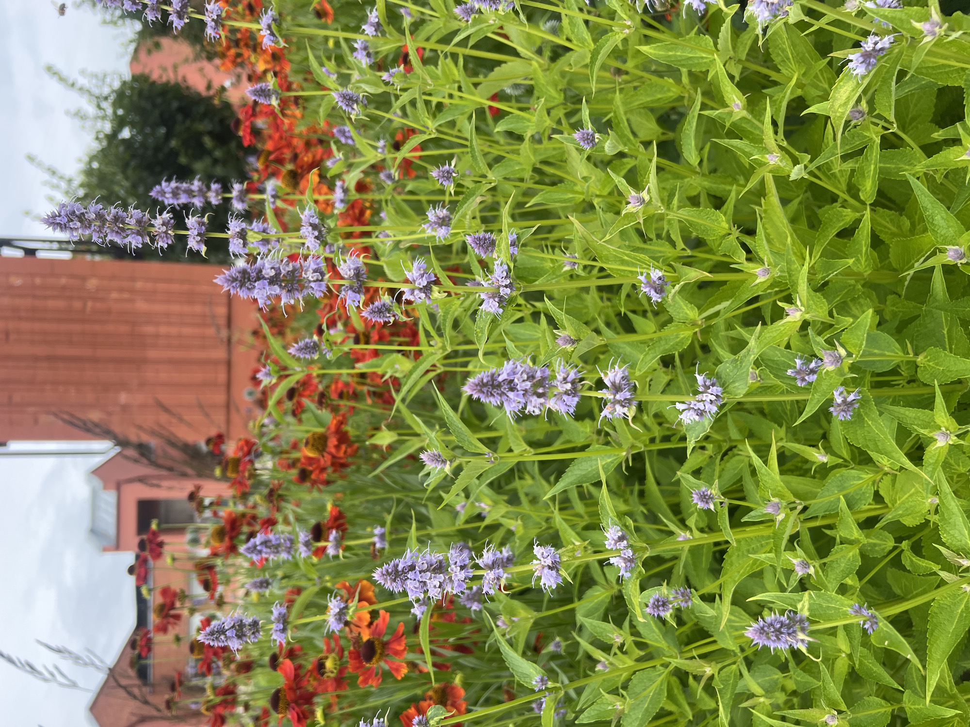 In the foreground of the image, a dense patch of vibrant green foliage with pointed leaves is densely packed. Interspersed throughout the greenery are several tall, slender stalks topped with whorls of small, light purple flowers. These flower spikes are elongated and have a textured, almost spiky appearance due to the individual florets. In the middle ground, a mass of bright orange and red flowers with dark centers are visible, creating a striking contrast with the purple and green. These flowers appear to be heleniums. In the background, a muted red building with distinct architectural features, possibly a historical or industrial structure, is partially visible behind the flowers and foliage. A few dark vertical elements, perhaps reeds or dried grasses, rise above the flowers in the mid-ground. The sky above is overcast and a pale grey, suggesting a cloudy day. The overall scene depicts a lively and colorful flowerbed, likely in a garden setting, with a building providing a backdrop. The location is identified as Vilnius, Lithuania.