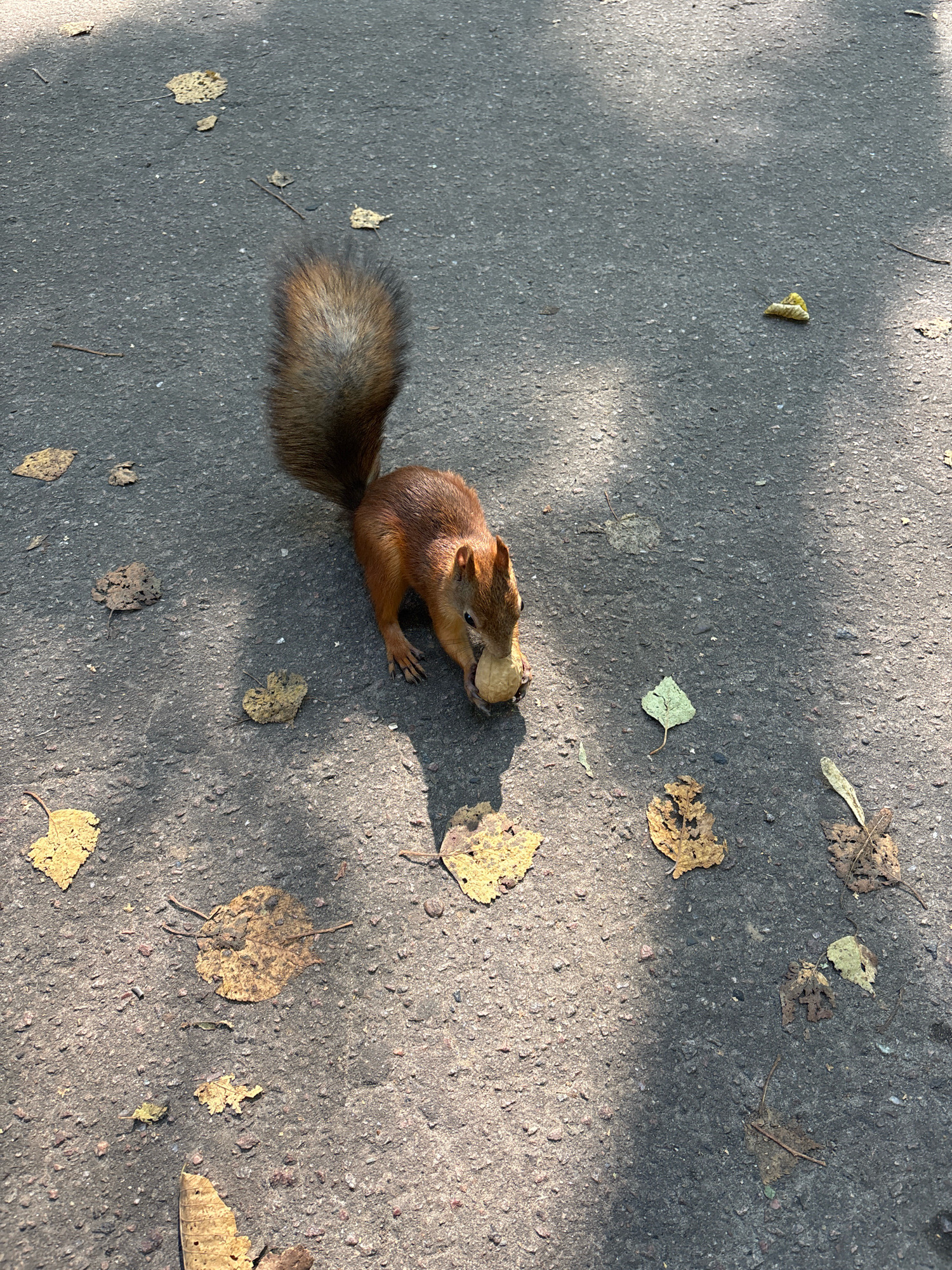A red squirrel is shown on an asphalt surface, possibly in Rusanovo, Russia, holding a nut in its mouth. The ground is littered with dry, fallen leaves, and the scene is partially covered by shadows, suggesting it is outdoors during daylight. The squirrel is positioned towards the bottom right of the frame, facing left with its bushy tail raised.