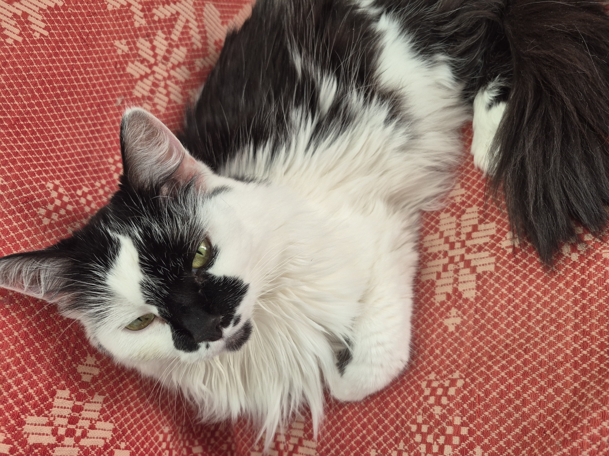 A black and white cat with green eyes lies on a red and beige patterned fabric. The cat is facing the upper left of the frame, with its head tilted slightly. Its fur is fluffy, and it has black patches on its face and body. The fabric appears to be a tablecloth or upholstery. No specific location in Minsk, Belarus is identifiable from the image.