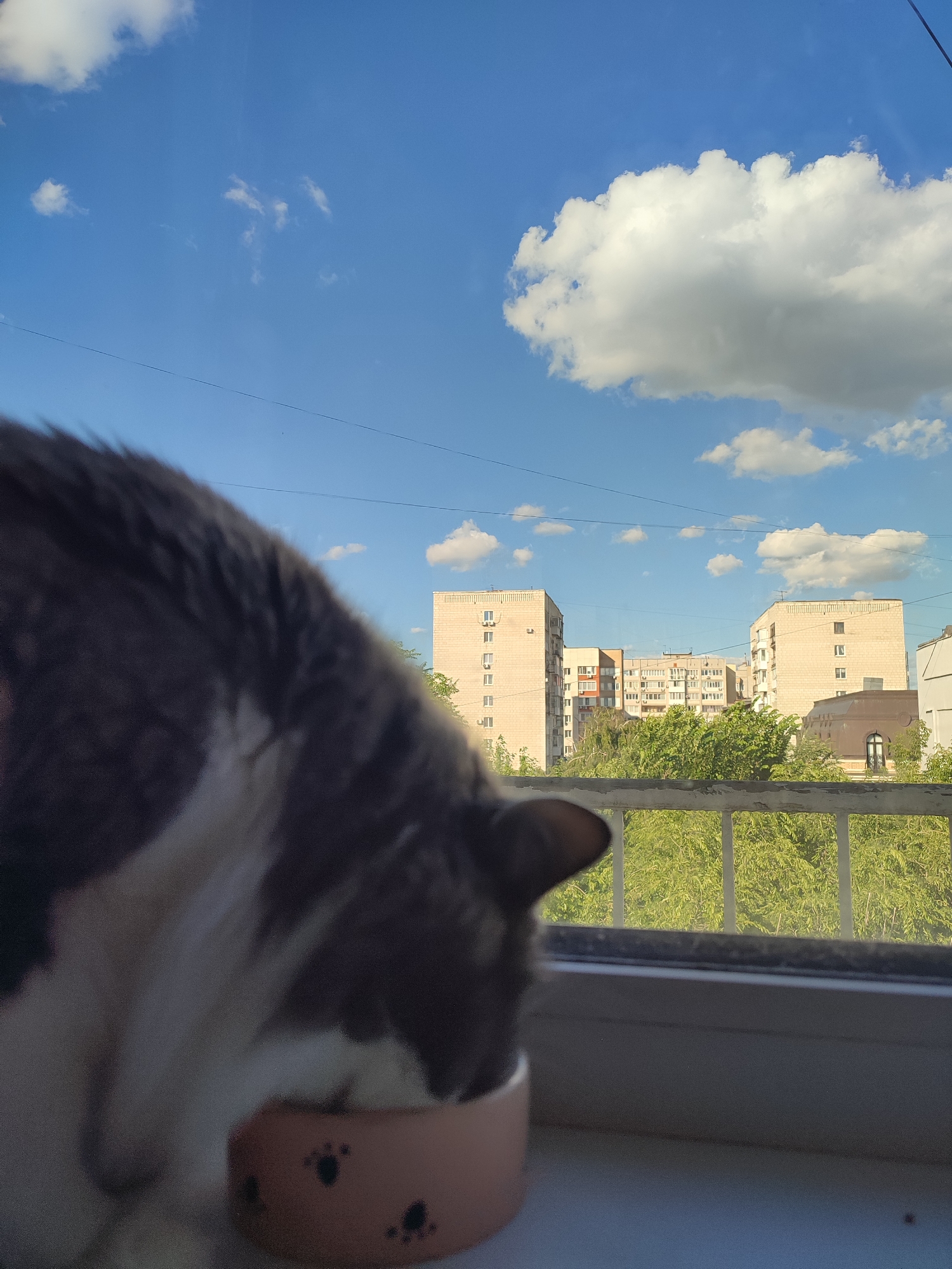 A cat is eating from a pink bowl with paw prints on it, positioned on a windowsill. The cat, partially out of focus, has grey and white fur. Beyond the windowsill, a view of buildings and trees is visible under a bright blue sky dotted with white clouds. The buildings appear to be apartment blocks, typical of urban Russian architecture. A metal railing separates the windowsill from the outdoor scene. The sunlight suggests it is daytime, likely late morning or afternoon, given the brightness and the shadows cast. The overall impression is a peaceful, domestic scene with a glimpse of an urban environment. There is no visible text in the image. The context of Saratov, Russia, places this scene within a specific geographical and cultural setting.