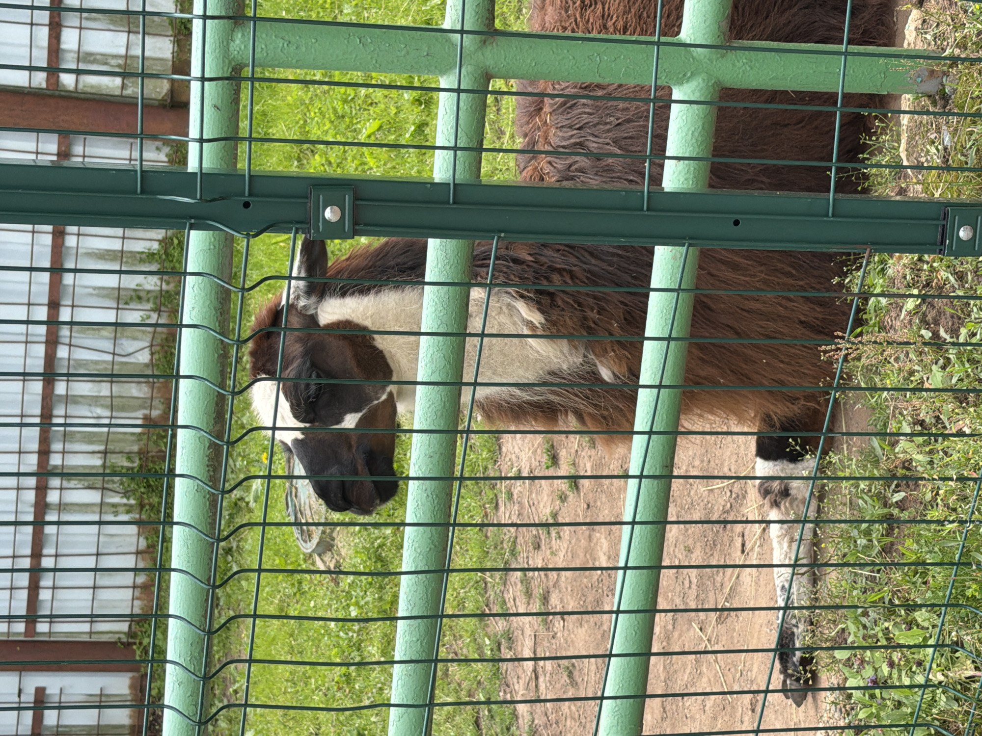 An adult llama with brown and white fur is lying down behind a green metal fence. The llama's head is visible through the fence, with dark eyes and a black nose. The background shows a dirt and grass area with some greenery. The scene is outdoors, with a structure of bars and panels in the background that appears to be part of an enclosure. There is no indication of the specific location in Izhevsk, Russia.