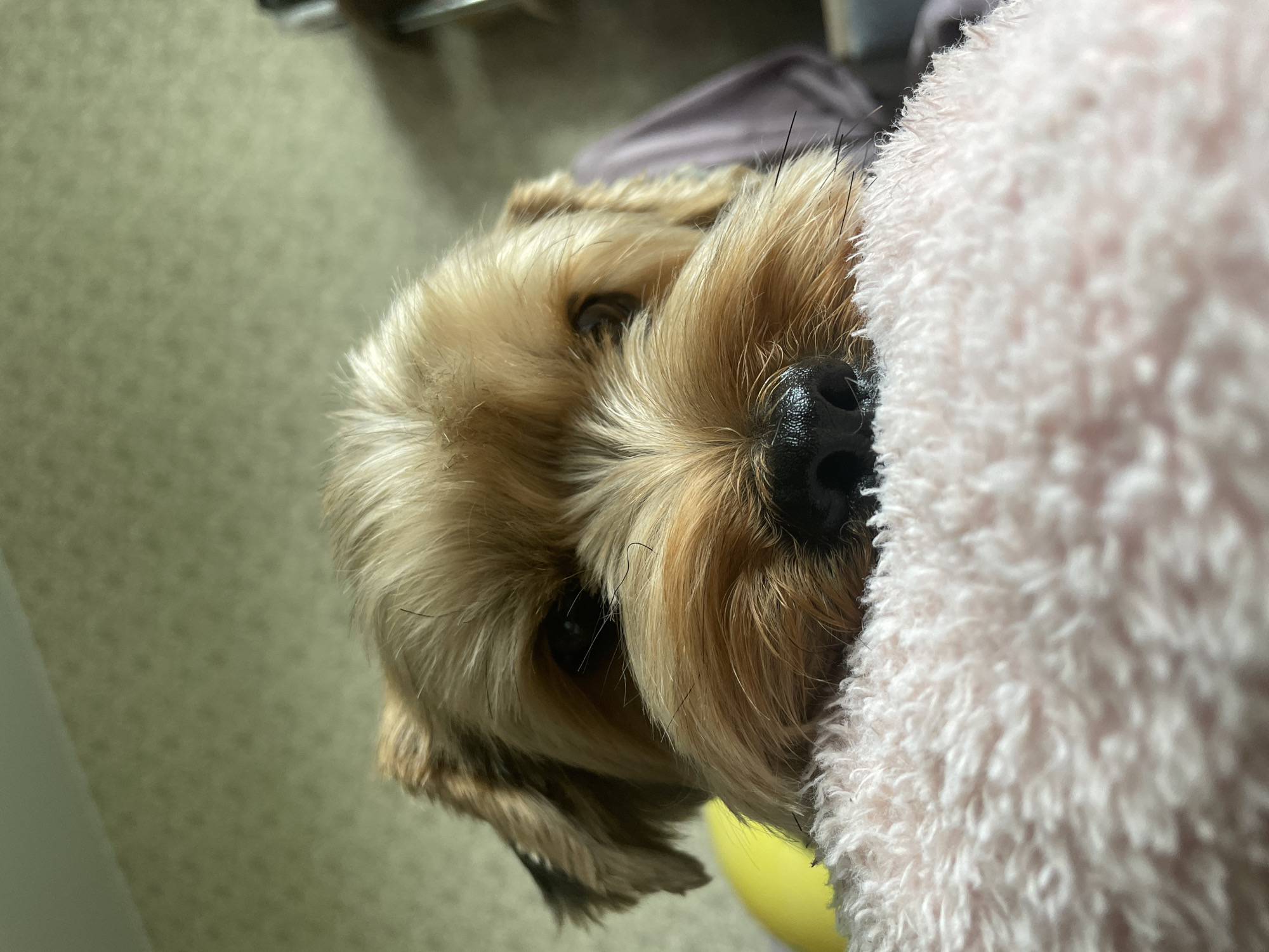 A close-up, eye-level shot shows the face of a Yorkshire Terrier resting on a fluffy pink blanket. The dog's head is angled downwards, with its snout partially obscured by the blanket. Its eyes are dark and appear to be looking towards the camera. The background consists of a textured, light green wall and a blurred yellow object on the left. A portion of a purple garment is visible behind the dog's head on the right. The lighting is soft, creating a warm and intimate atmosphere. The image's location is unknown.