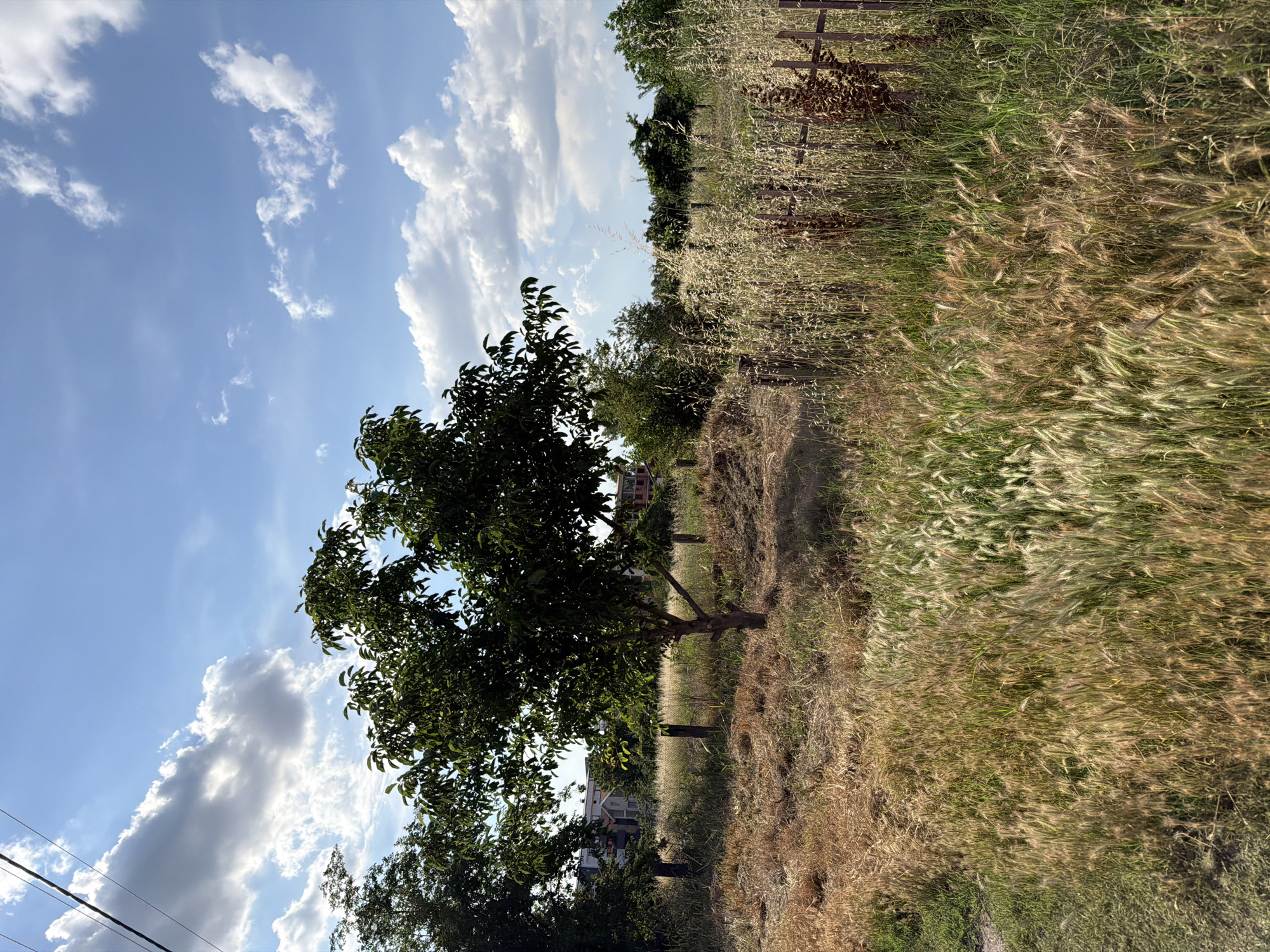 The image depicts an outdoor scene with a focus on vegetation and the sky. In the foreground, tall, dry grasses and some green grass are prominent, with a light brown, dry grass area to the left. A thin, rustic wooden fence runs across the mid-ground, with several wooden posts visible. Behind the fence, there is a larger tree with dark green leaves, and further back, more trees and vegetation. In the background, buildings with red-tiled roofs and beige walls are visible, suggesting a semi-urban or suburban environment. The sky is blue with scattered white cumulus clouds. The scene appears to be a sunny day, possibly in the late afternoon or early evening given the lighting. The overall impression is of a somewhat unkempt but natural landscape within a developed area. The location is identified as Plovdiv, Bulgaria, indicating a possible setting in a park, garden, or undeveloped plot of land on the outskirts of the city. There are no people or animals visible in the image. The focus is on the natural elements and the contrast between nature and the built environment.
