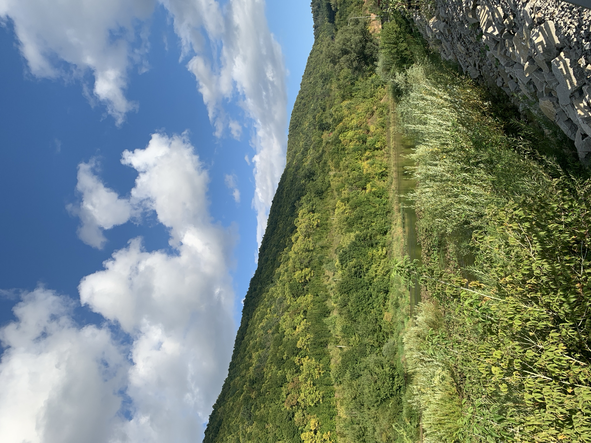 The image depicts a picturesque natural landscape under a bright blue sky dotted with fluffy white clouds. A lush, tree-covered hillside slopes down towards a tranquil body of water, likely a river. The foliage on the hillside shows a mix of vibrant greens and touches of yellow, suggesting the transition into autumn. In the foreground, dense green vegetation lines the bank of the water, with a rocky embankment on the right side of the frame. The scene appears to be a serene natural area, possibly a park or undeveloped riverside. The location is specified as the city of Asha, Russia. There are no people or man-made structures visible in the main part of the image, emphasizing the natural beauty of the environment.