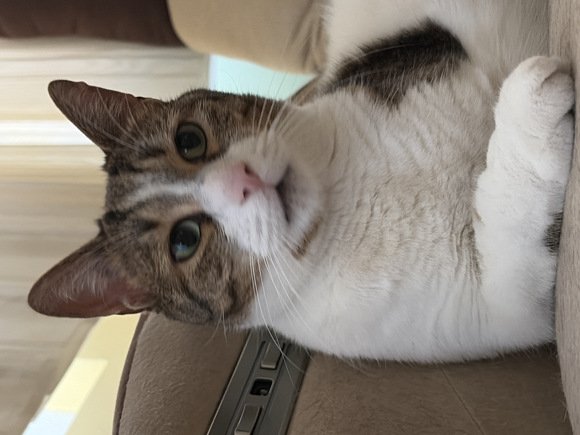 A close-up shot captures a tabby and white cat lounging on a brown couch. The cat's face is the primary focus, with its green eyes, pink nose, and prominent white whiskers clearly visible. Its fur displays the characteristic brown tabby markings on its head and back, contrasting with its white chest and paws. The cat is positioned in a relaxed manner, with one white paw resting forward. The background consists of a blurred beige couch and curtains, suggesting an indoor setting. To the left of the cat, a metallic object with several buttons is partially visible, possibly part of the couch's mechanism. The lighting is soft, illuminating the cat's features and fur.