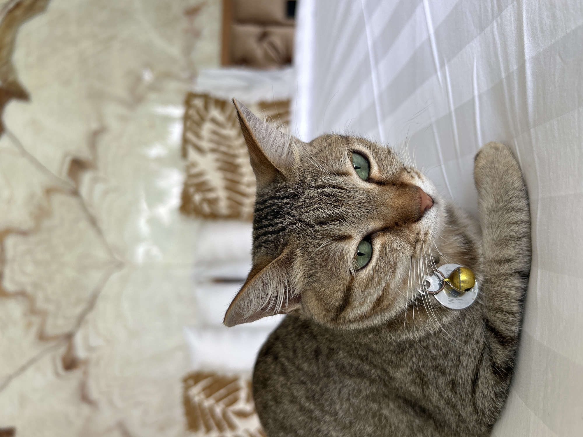 A tabby cat with green eyes lies on a white, striped bed. The cat wears a silver collar with a round tag and a small golden bell. The background is blurred, showing a headboard with patterned upholstery and pillows. The lighting is soft and natural. The location is not specified in the image itself.