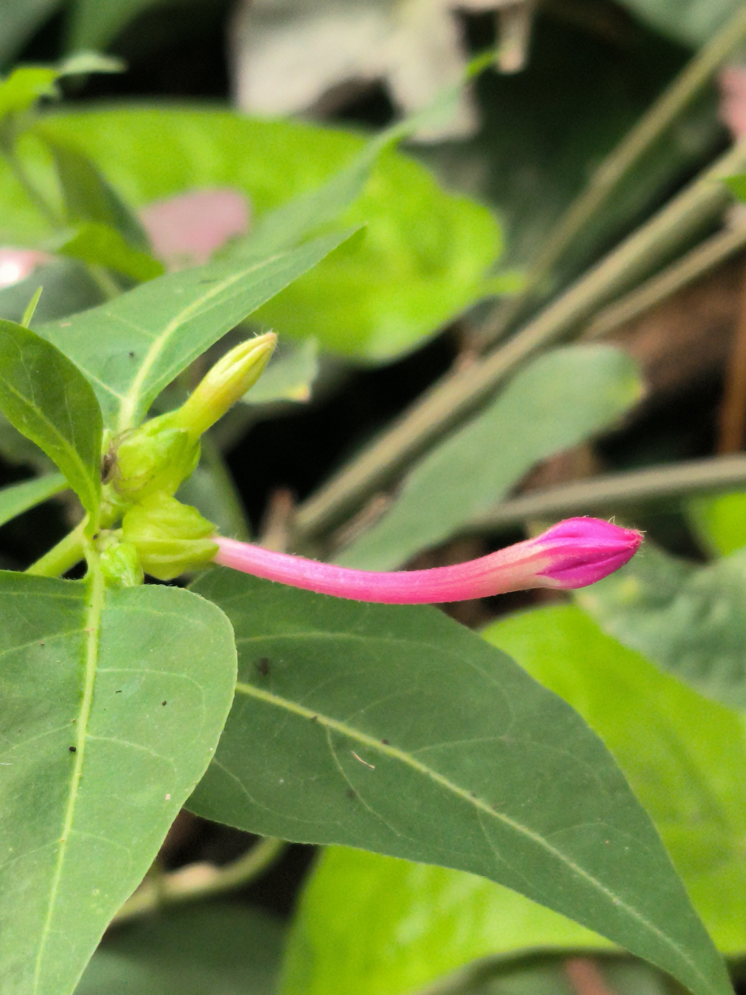 This is a close-up, vertically oriented, medium-shot photograph of a pink flower bud emerging from a green stem, surrounded by lush green foliage. The flower bud is elongated and pointed, with a vibrant pink color that transitions to a lighter pink and white at its base. A smaller, unopened yellow bud is visible just above and to the left of the pink bud. The leaves are a deep green, with visible veins, and they are out of focus, creating a blurred background that emphasizes the subject. The lighting appears to be natural daylight, casting subtle shadows. The image was captured in Cotmerbo, Indonesia.